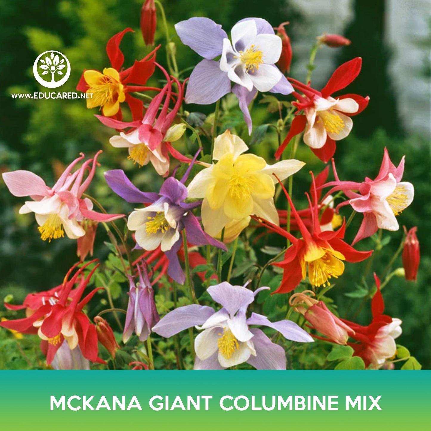 Mckana Giant Columbine Mix Seeds, Aquilegia hybrida