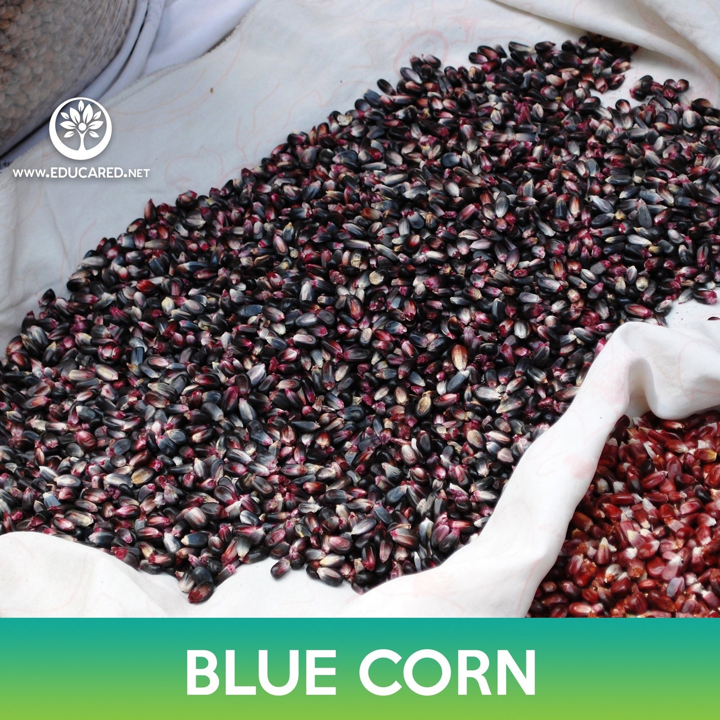 Blue Corn Seeds, Zea mays