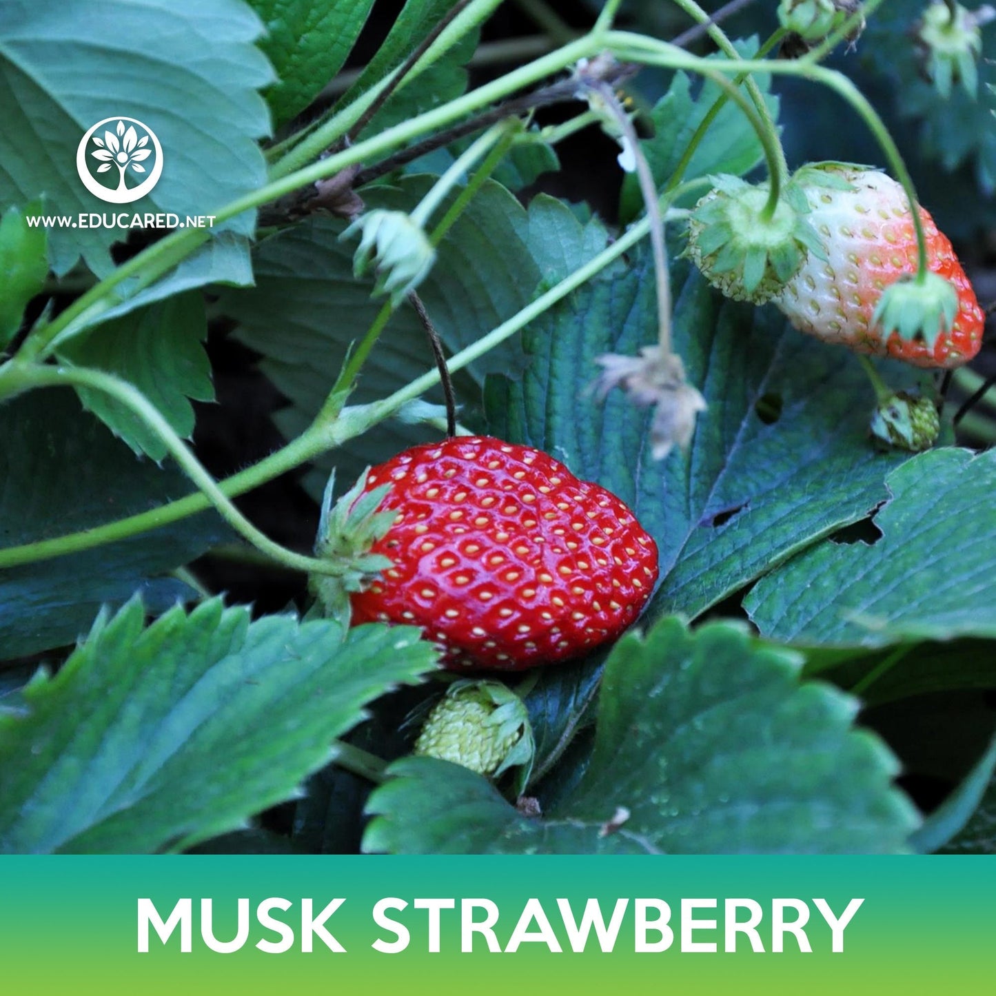 Musk Strawberry Seeds, Fragaria moschata