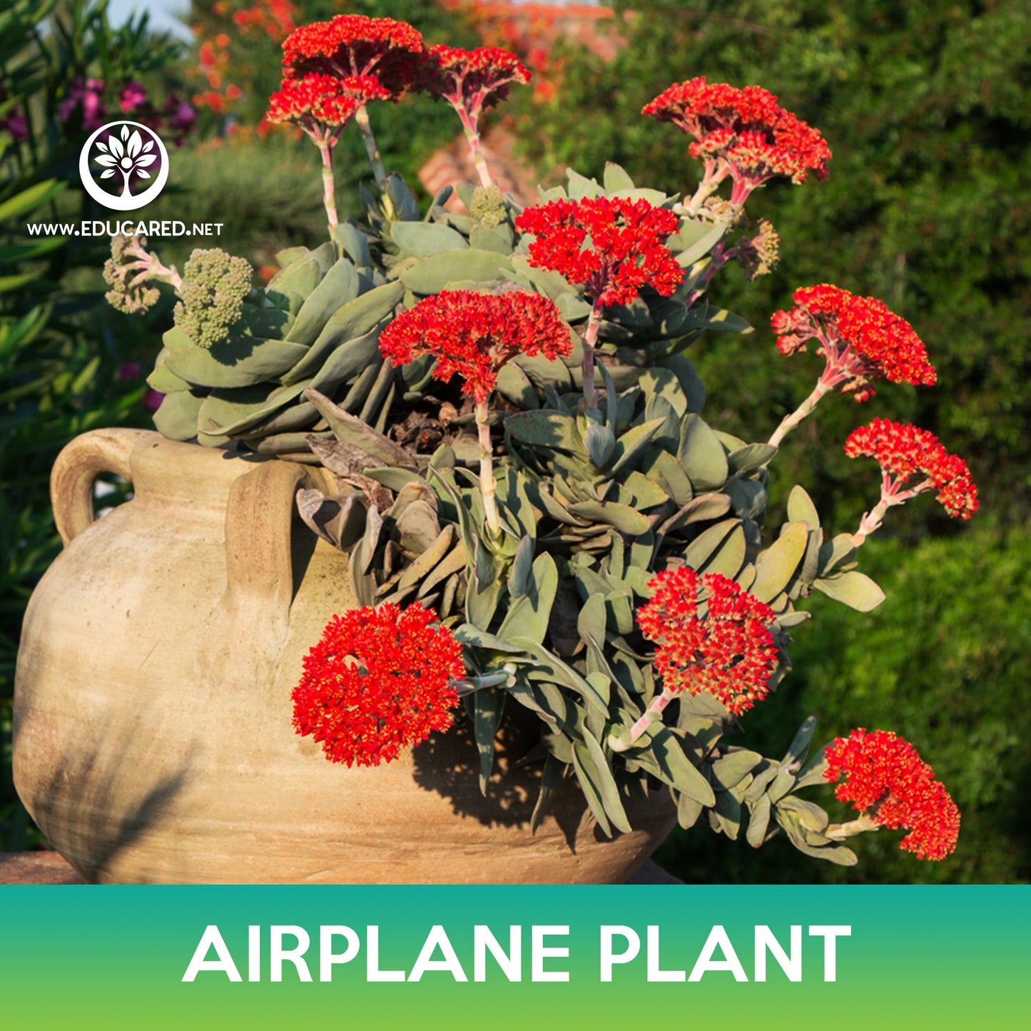 Airplane Plant Seed, Crassula Perfoliata Succulent Seeds