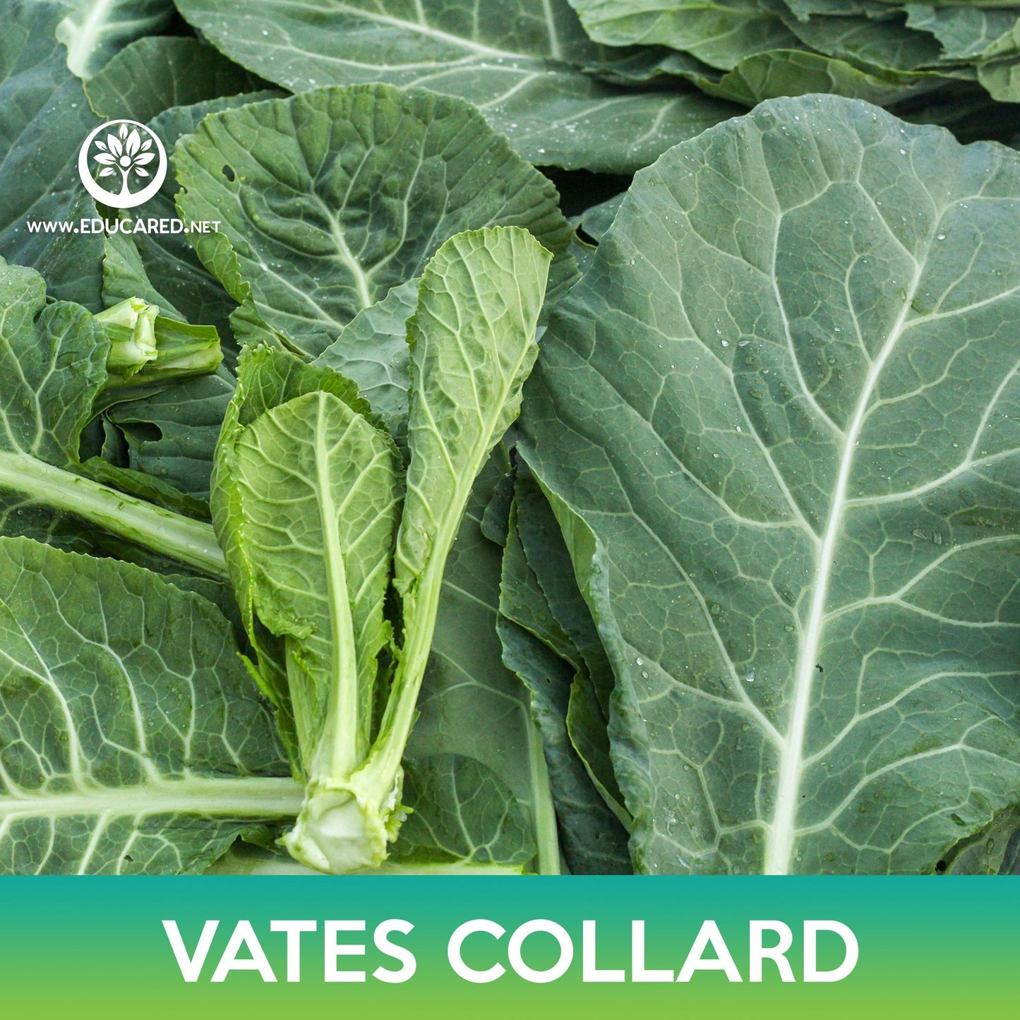 Vates Collard Seeds