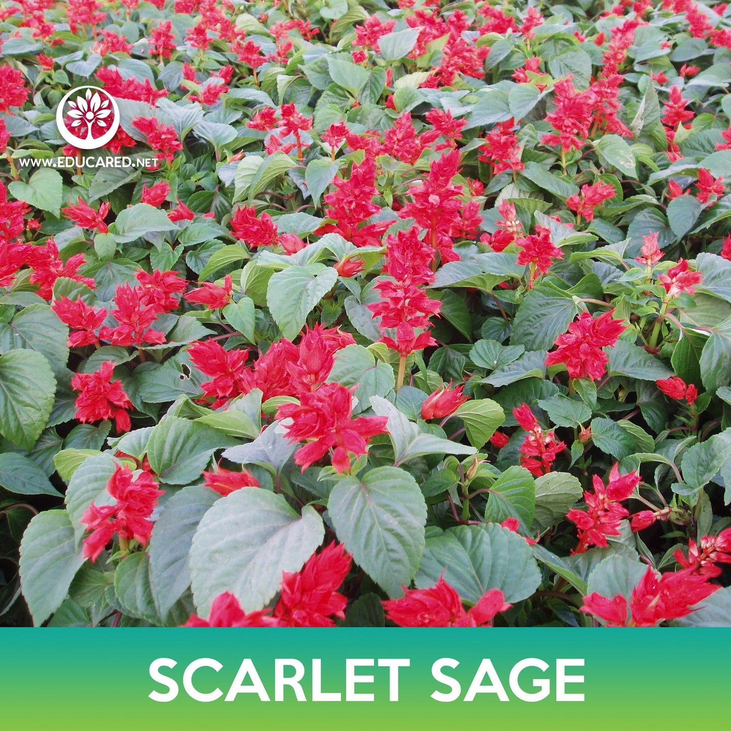 Scarlet Sage Seeds, Blood Sage