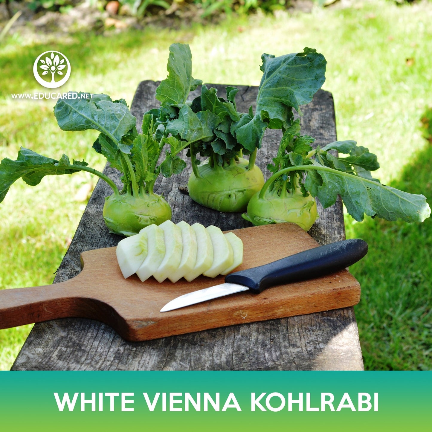 White Vienna Kohlrabi Seeds