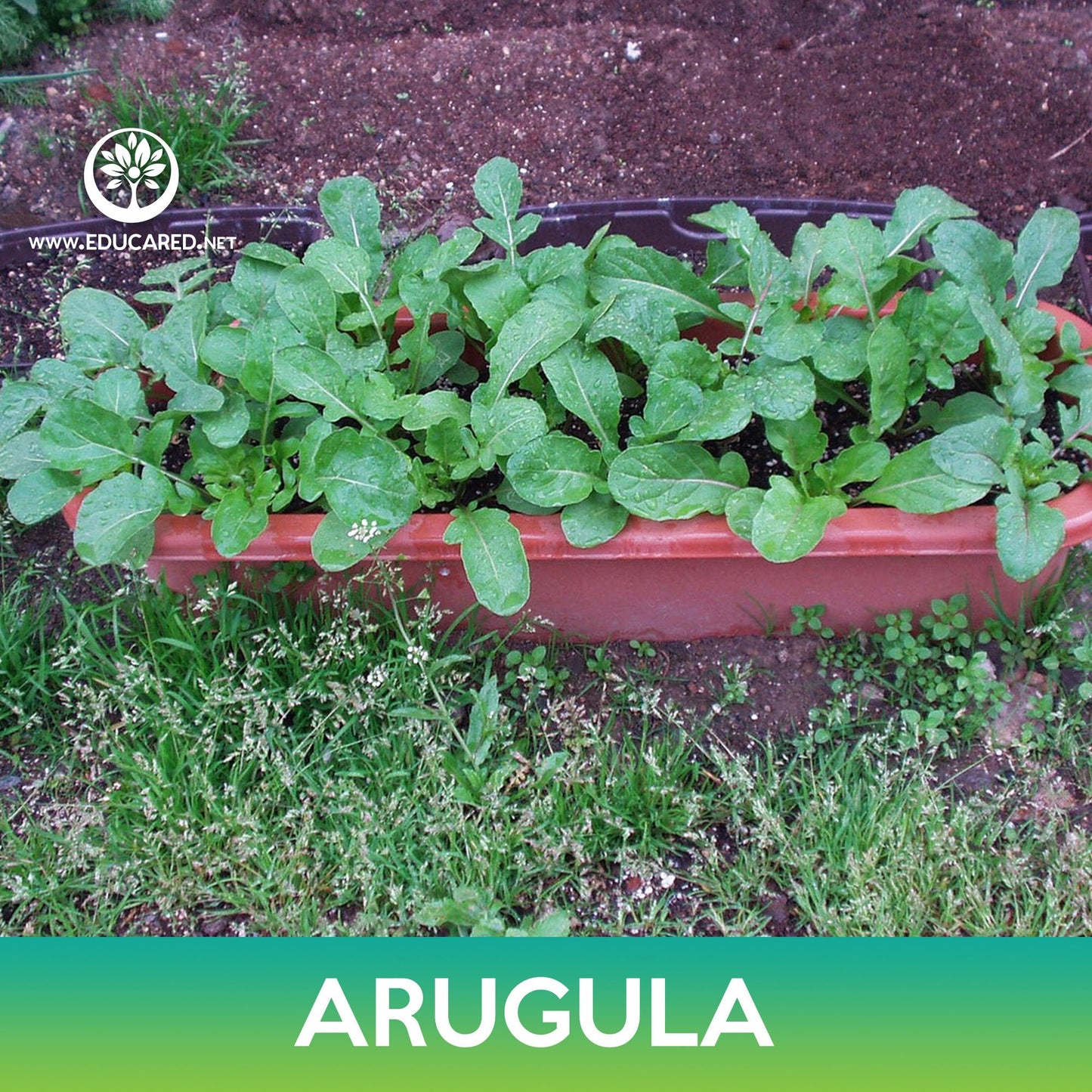 Arugula Seeds
