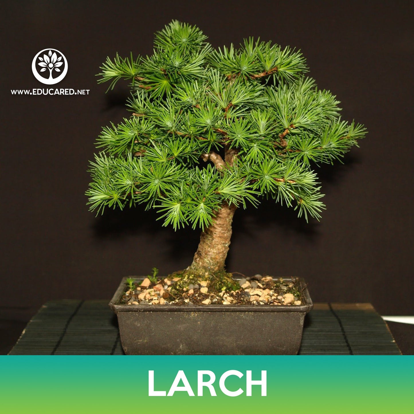 Larch Tree Seeds