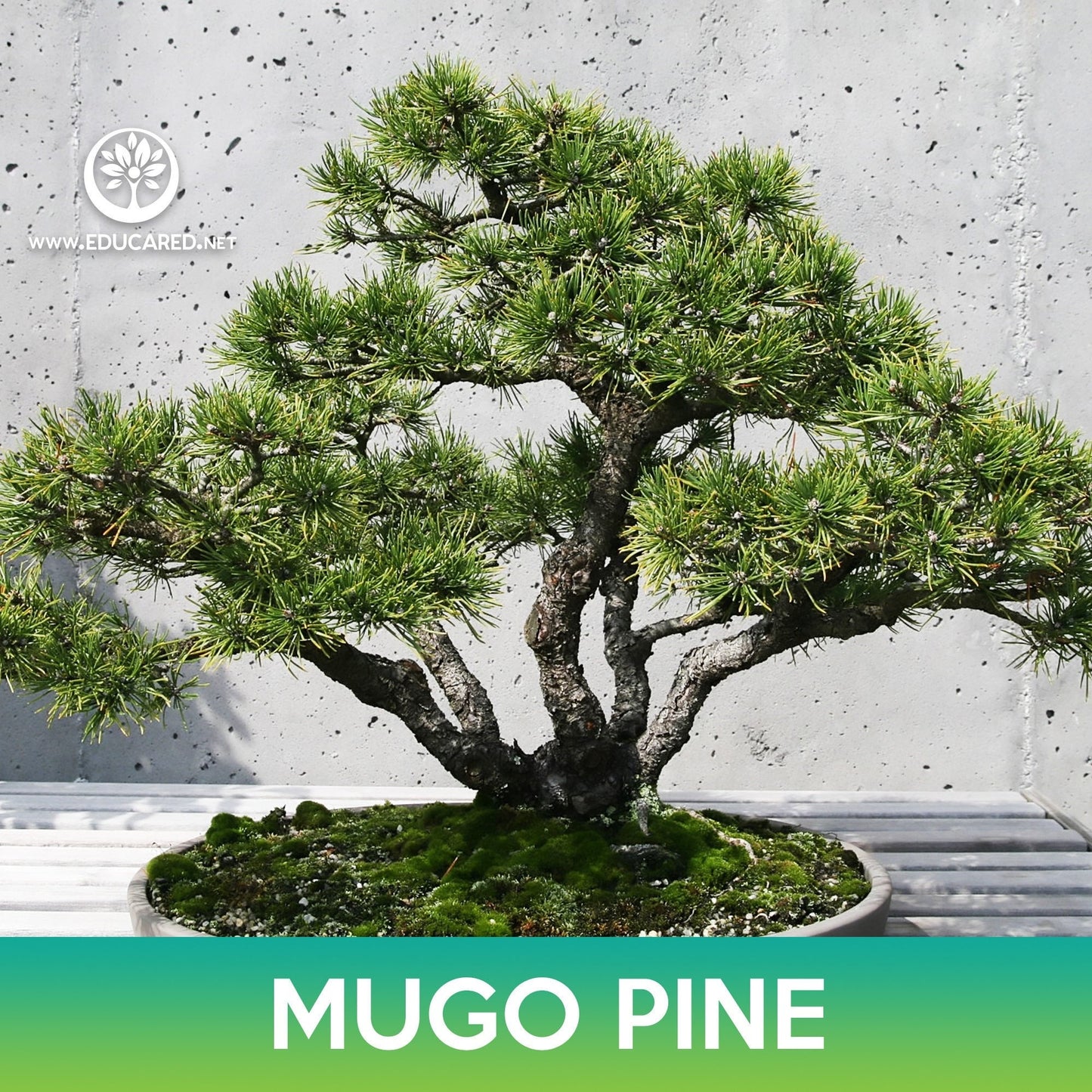 Mugo Pine Seeds, Swiss Mountain Pine, Pinus mugo