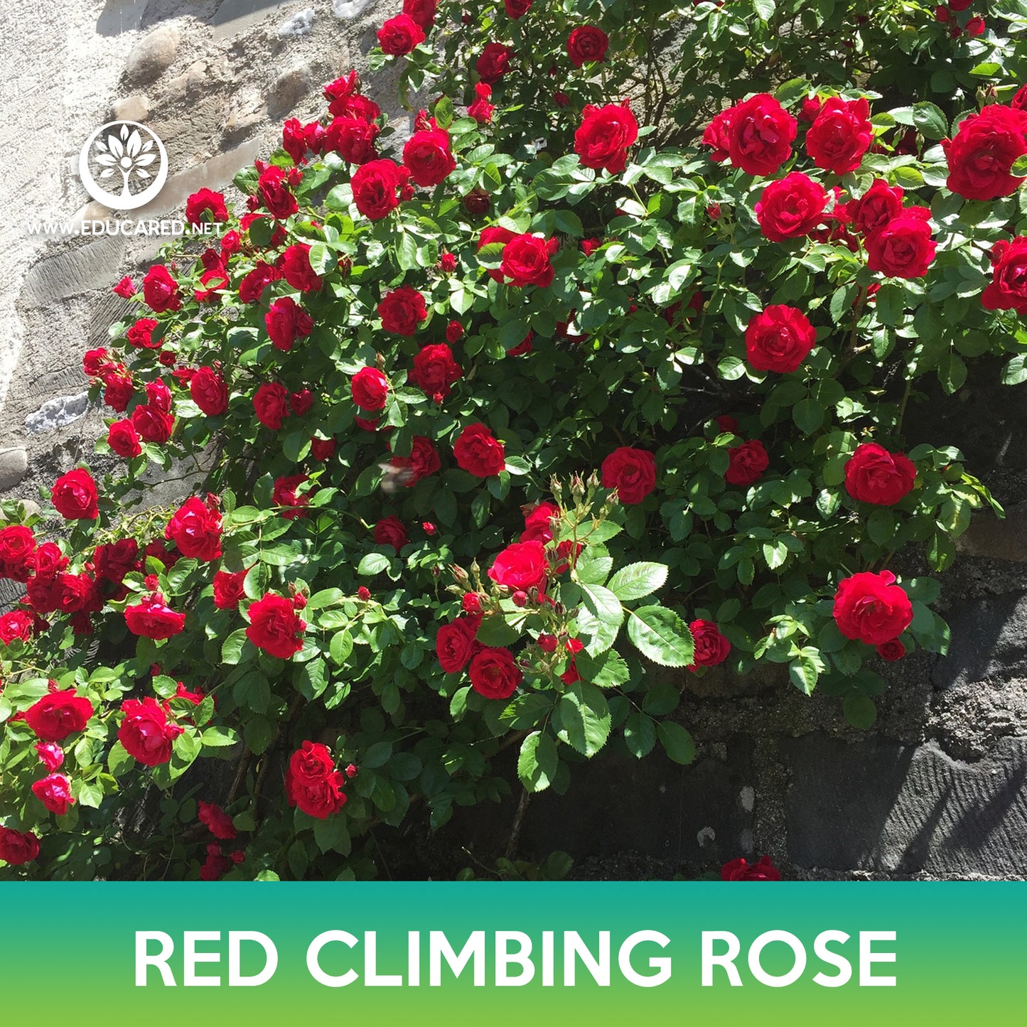 Red Climbing Rose Seeds