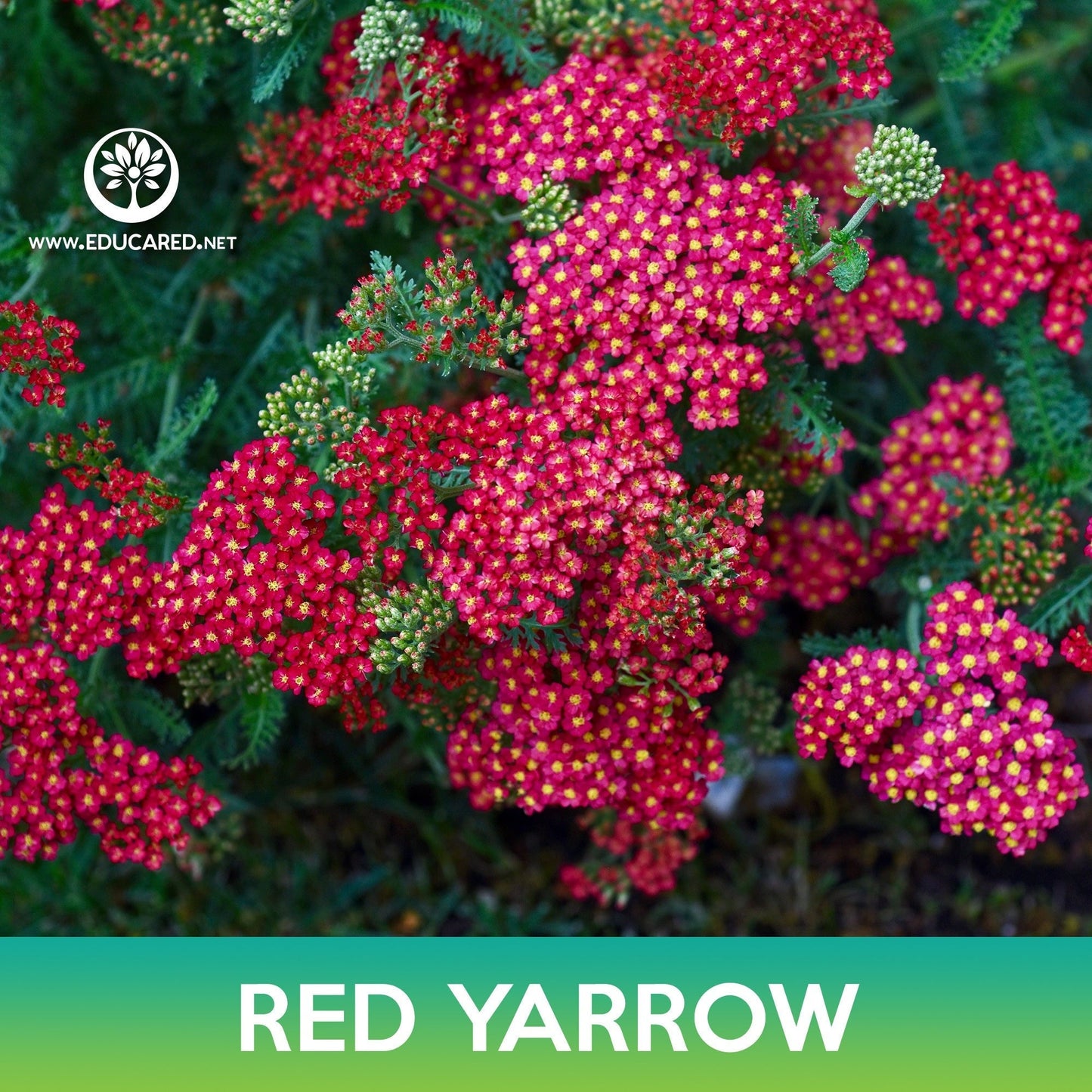 Red Yarrow Flower Seeds