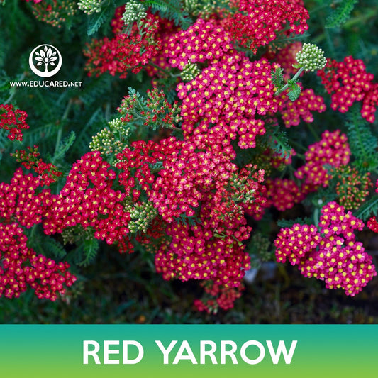 Red Yarrow Flower Seeds, Achillea millefolium rubra