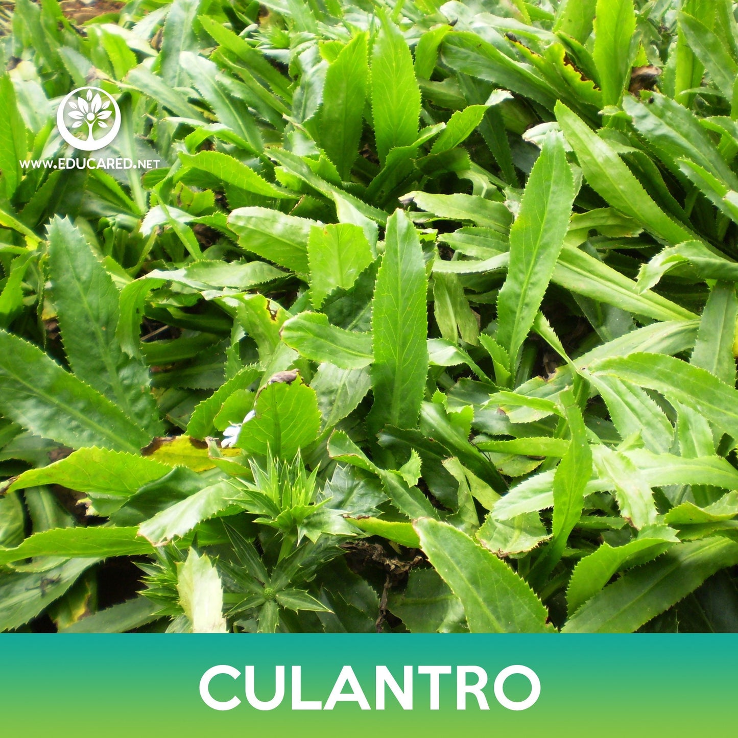 Culantro Seeds, False Coriander, Spiny Coriander, Eryngium foetidum