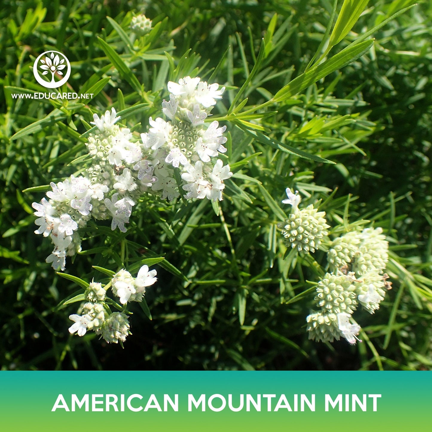 American Mountain Mint Seeds