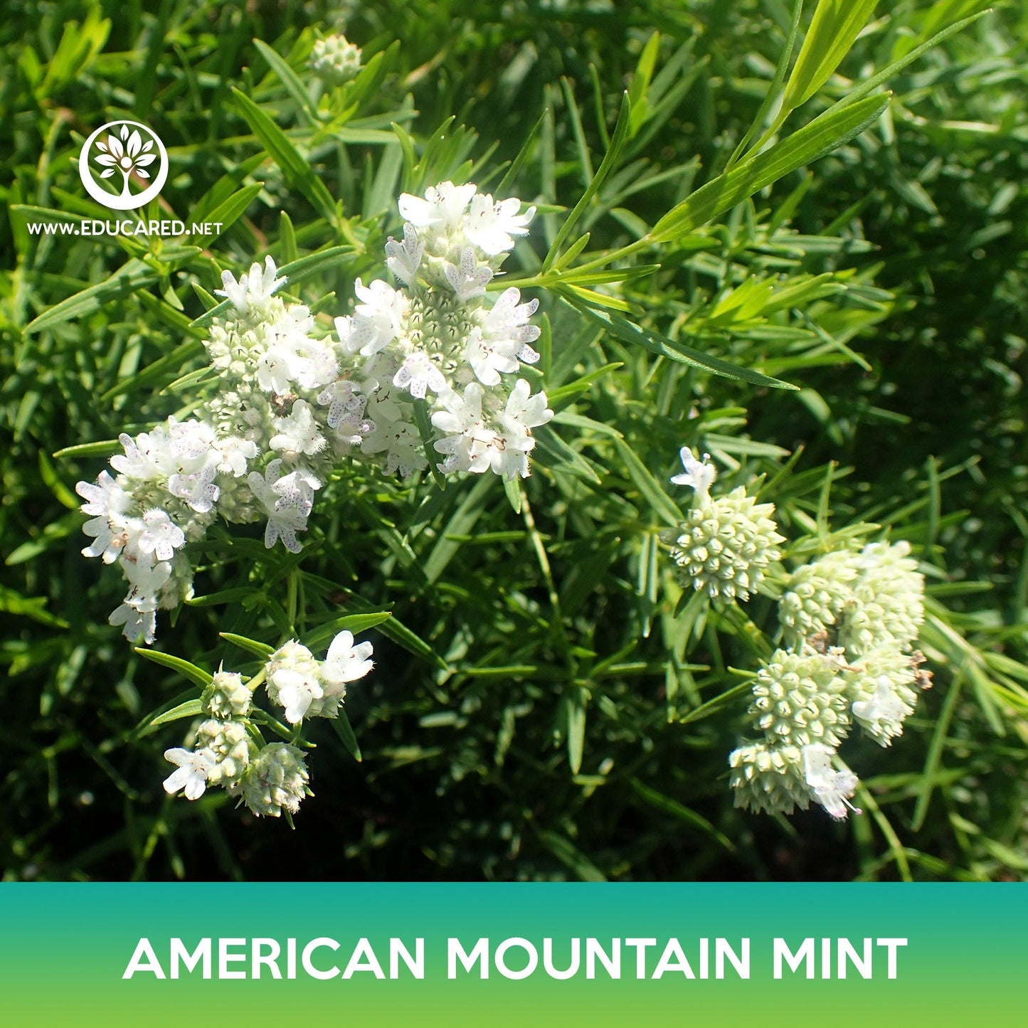 American Mountain Mint Seeds, Pycnanthemum pilosum