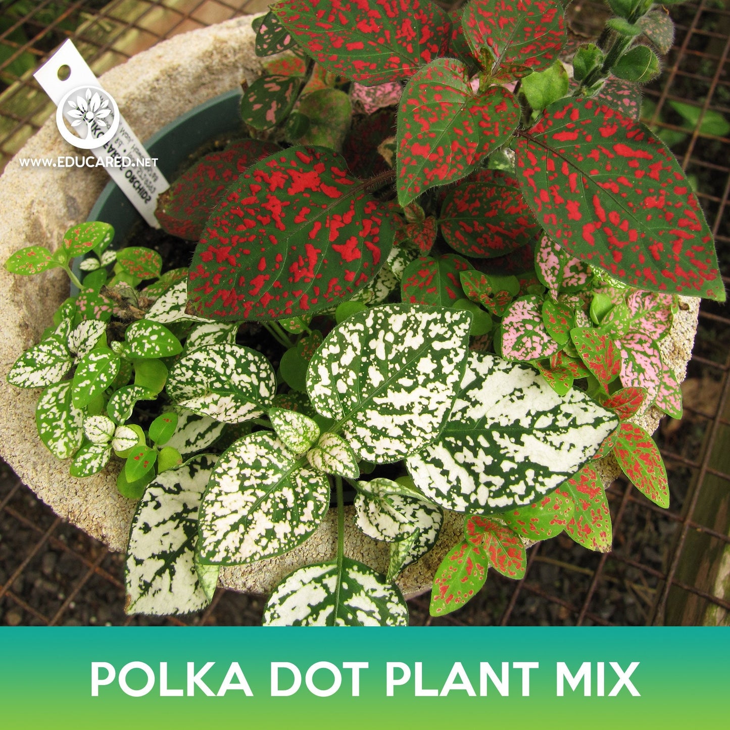 Polka Dot Plant Mix Seeds, Hypoestes Phyllostachya