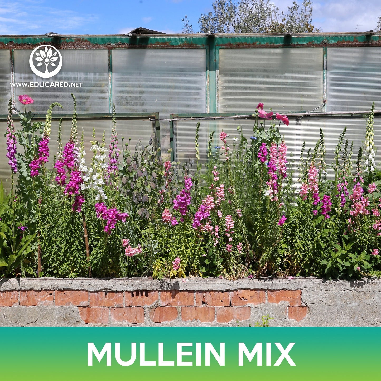 Mullein Flower Mix Seeds, Verbascum Mix, Verbascum phoeniceum