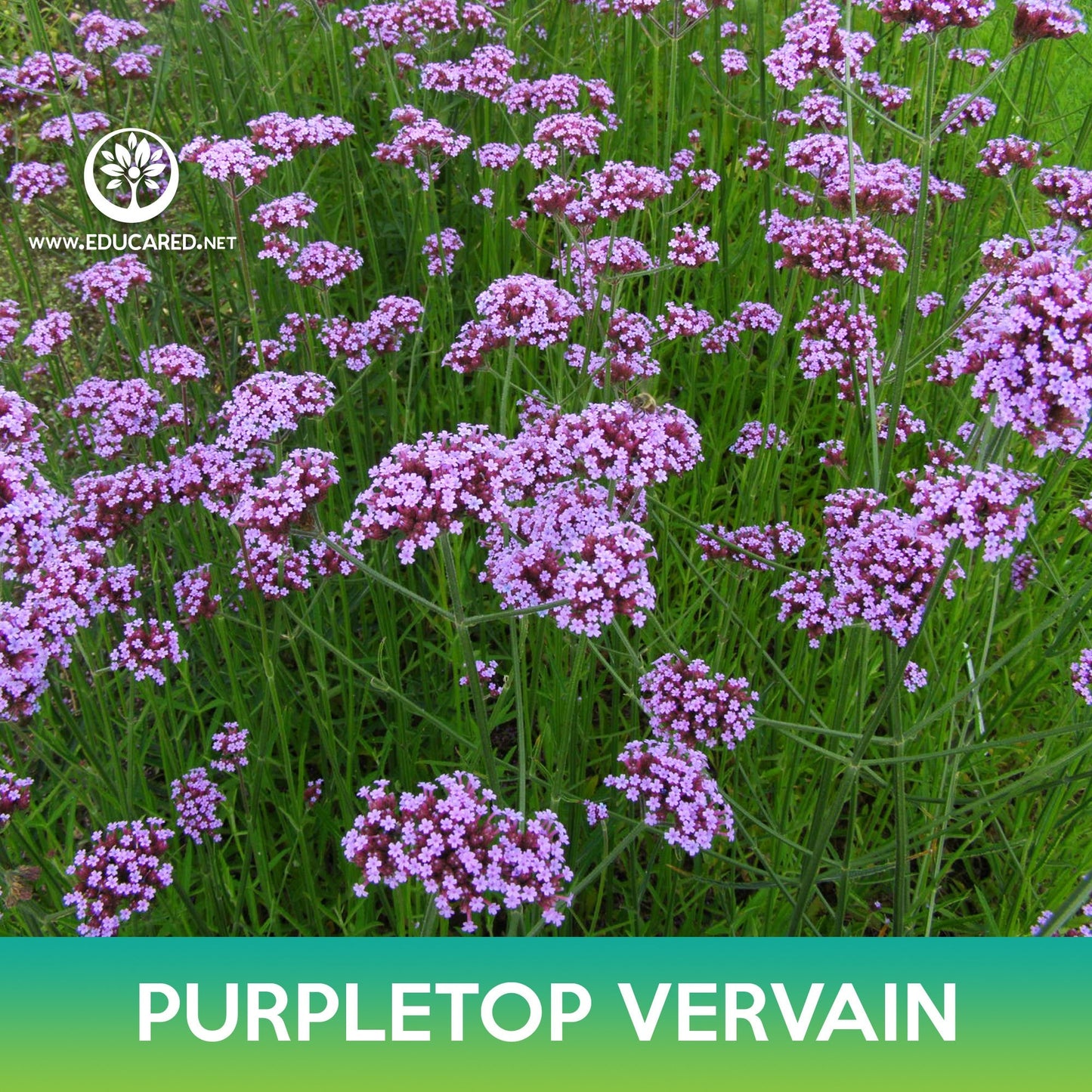 Purpletop Vervain Seeds, Brazilian Vervain