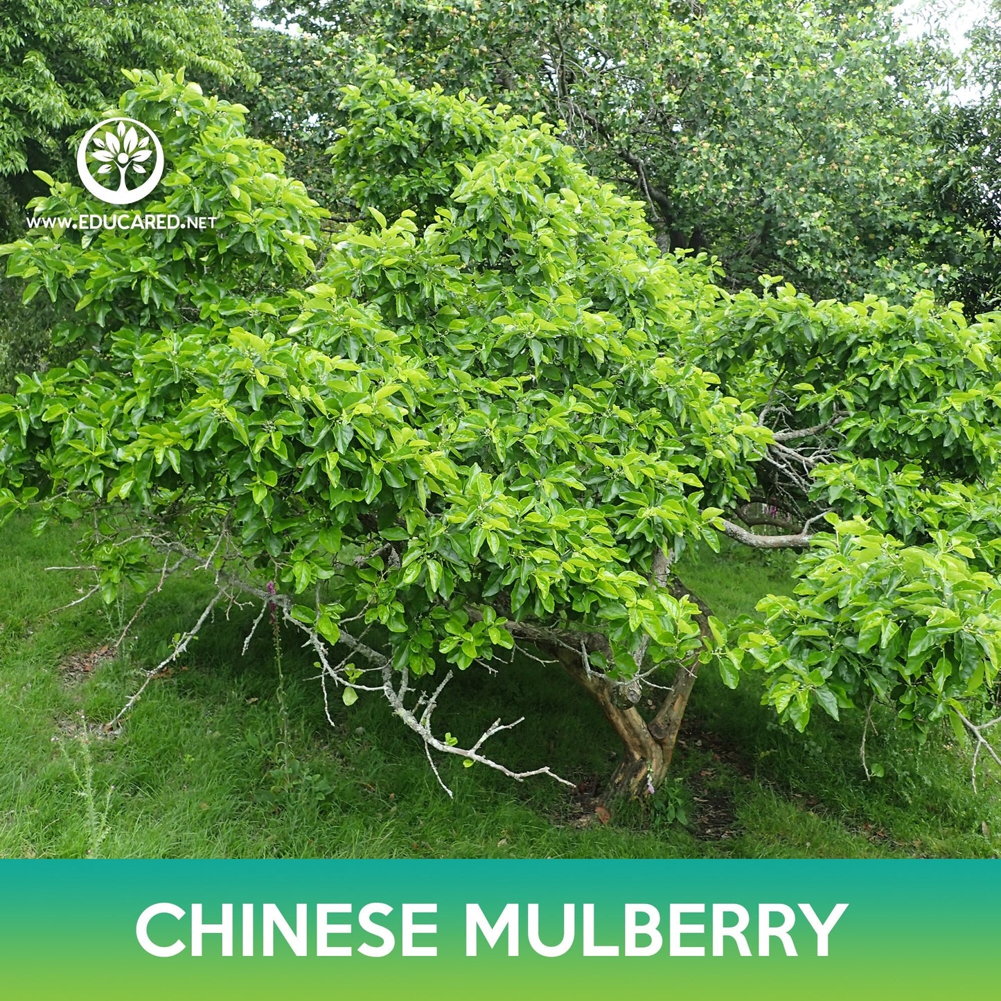 Chinese Mulberry Seeds, Cudrania tricuspidata