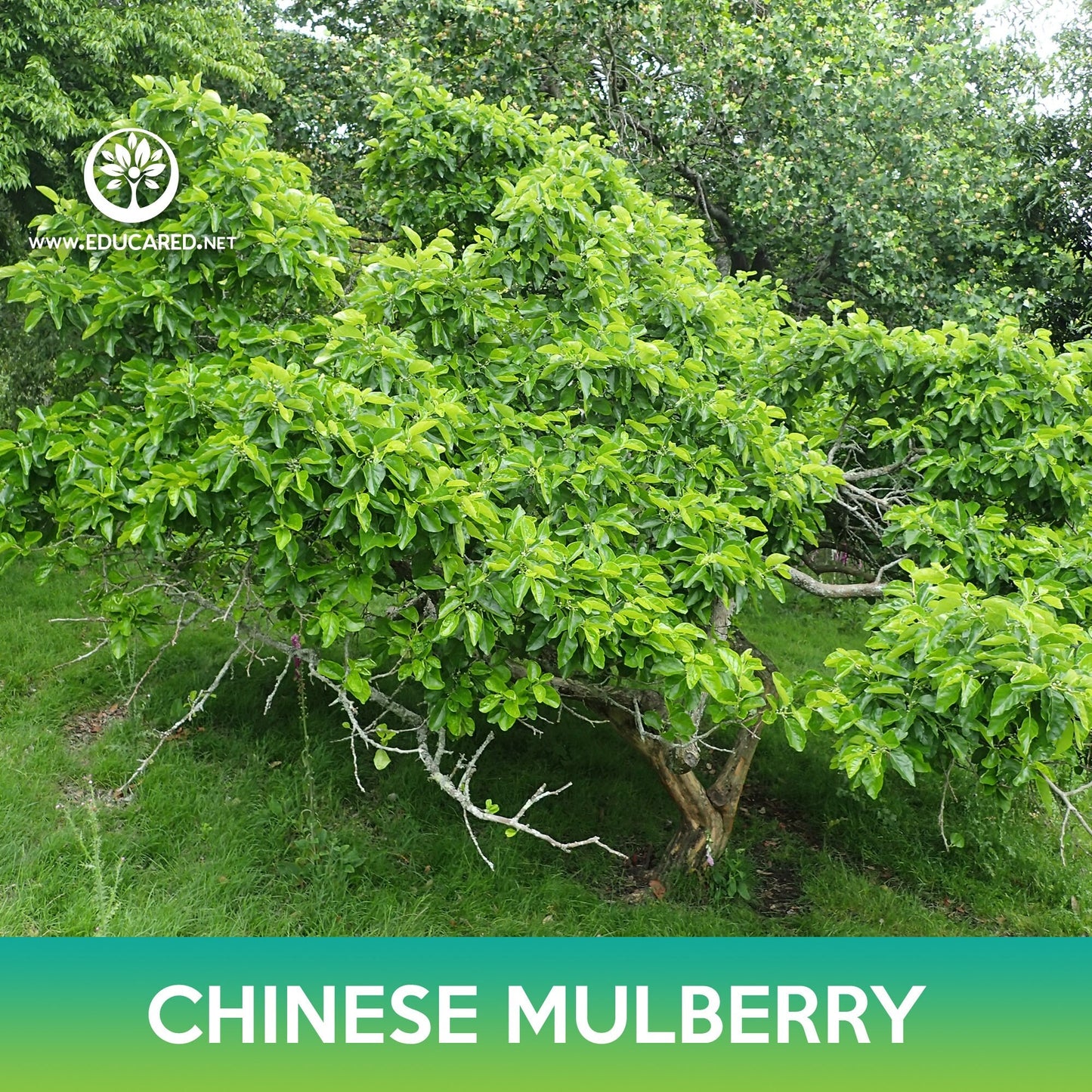 Chinese Mulberry Seeds