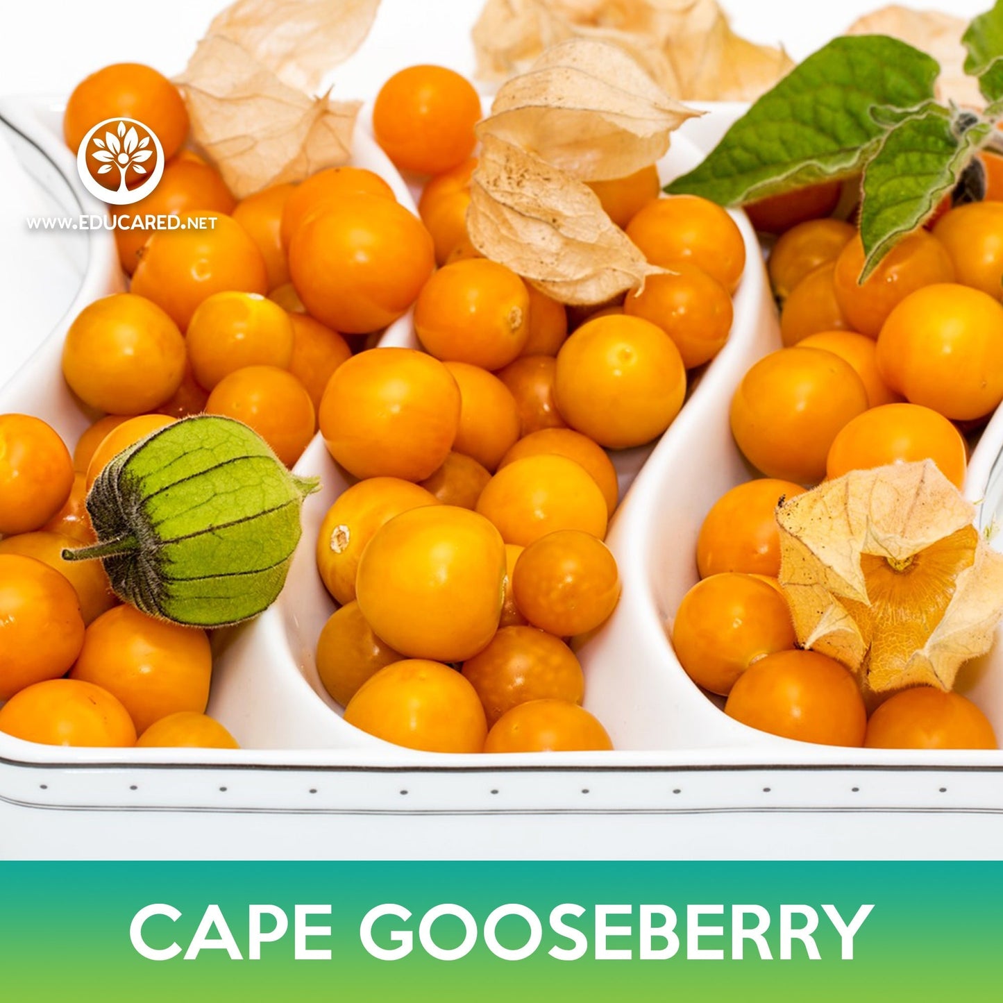 Cape Gooseberry Seeds, Physalis peruviana