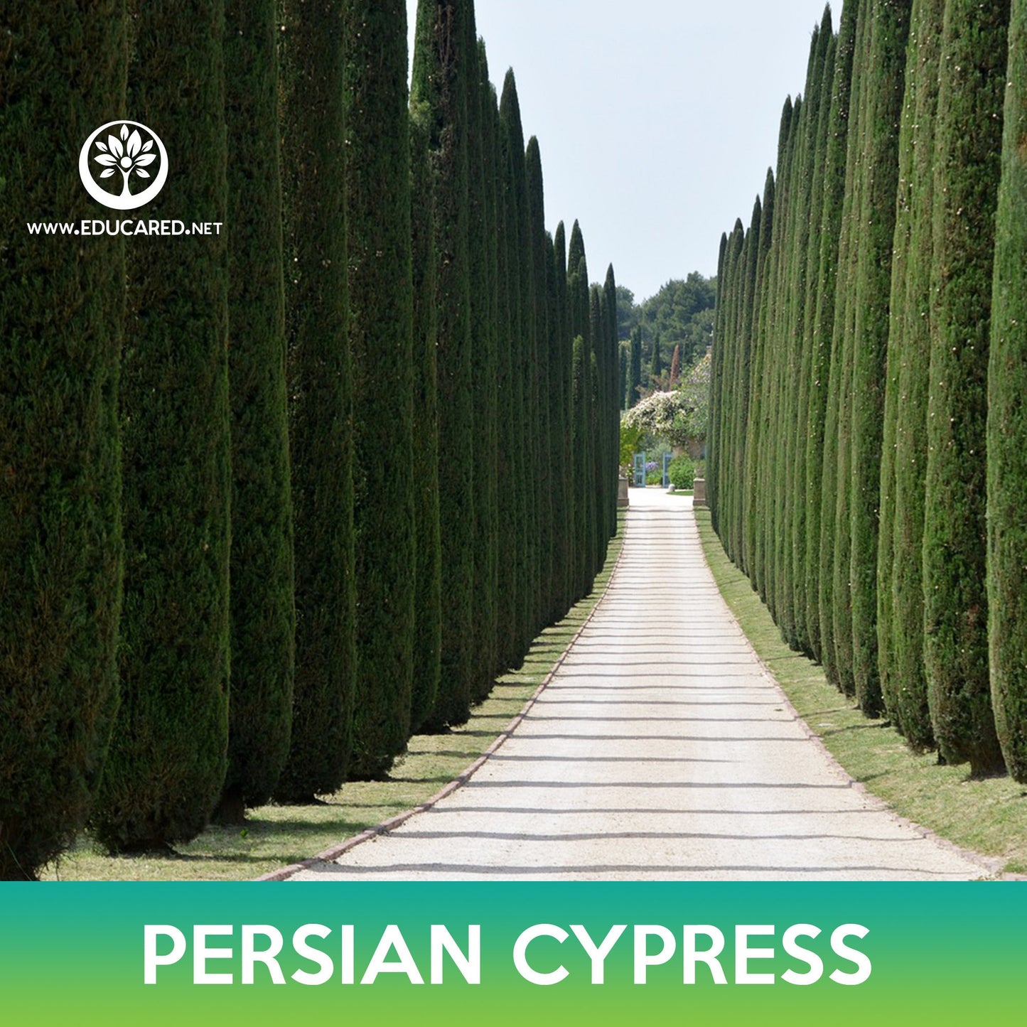 Persian Cypress Seeds