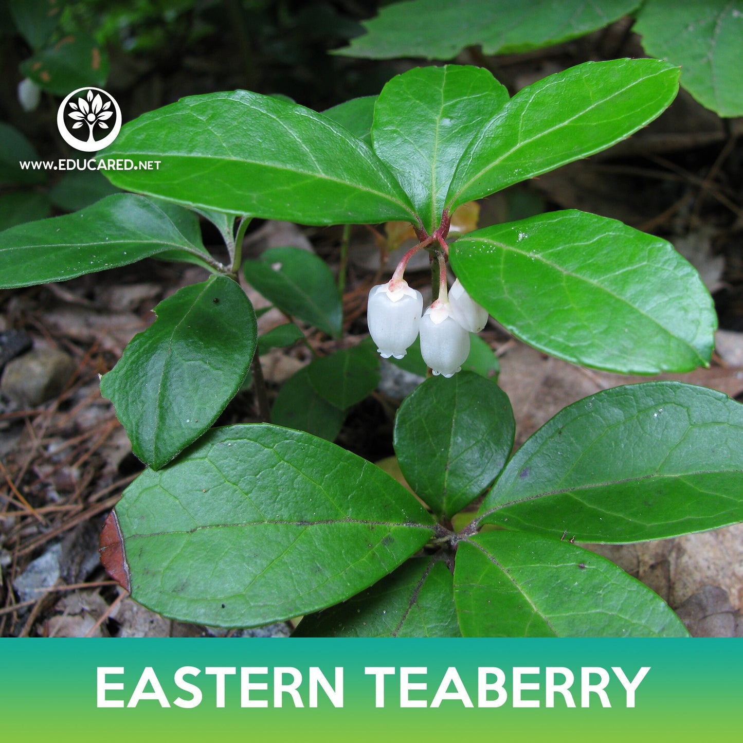 Eastern Teaberry Seeds, American Wintergreen, Gaultheria procumbens