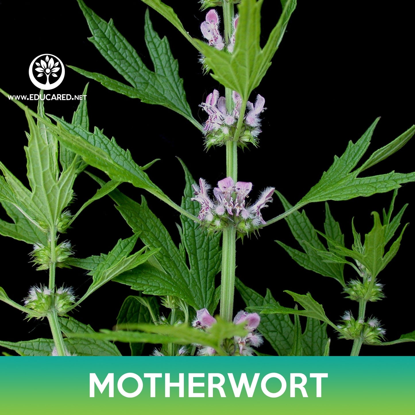 Motherwort Seeds