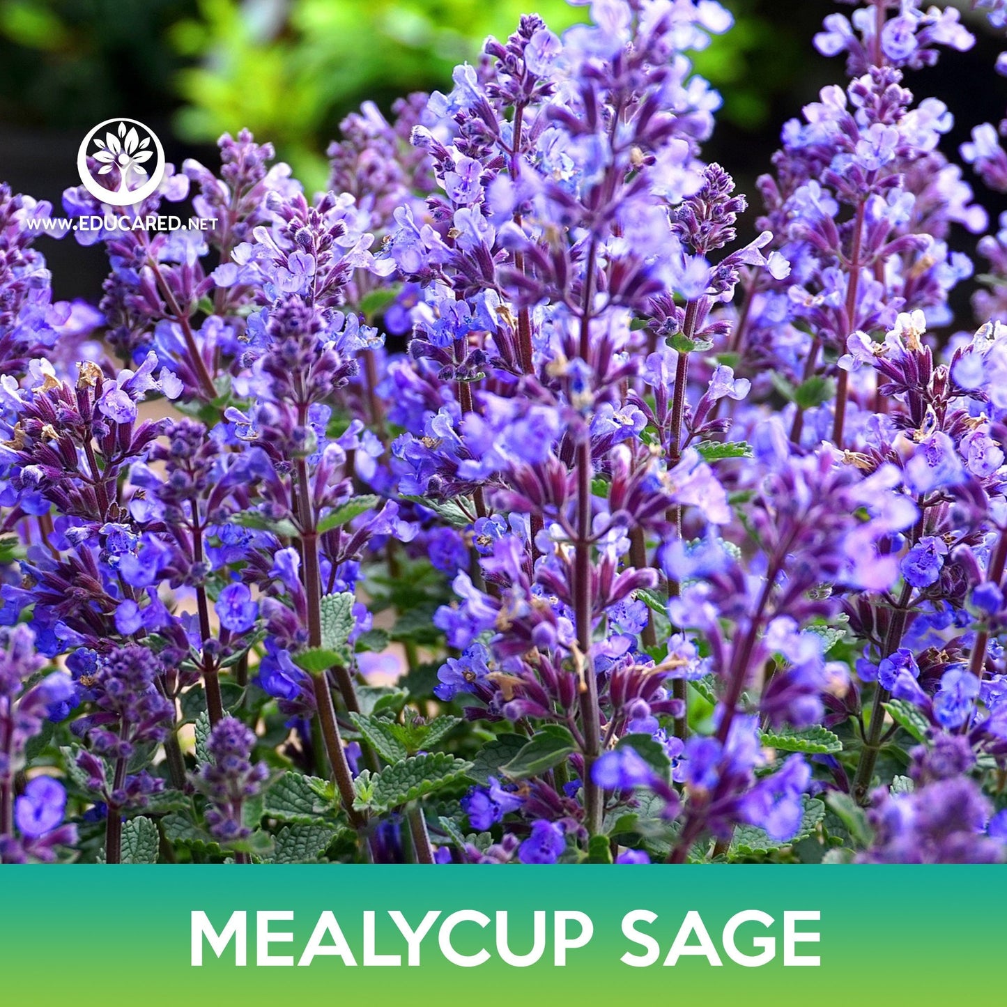 Mealycup Sage Flower Seeds