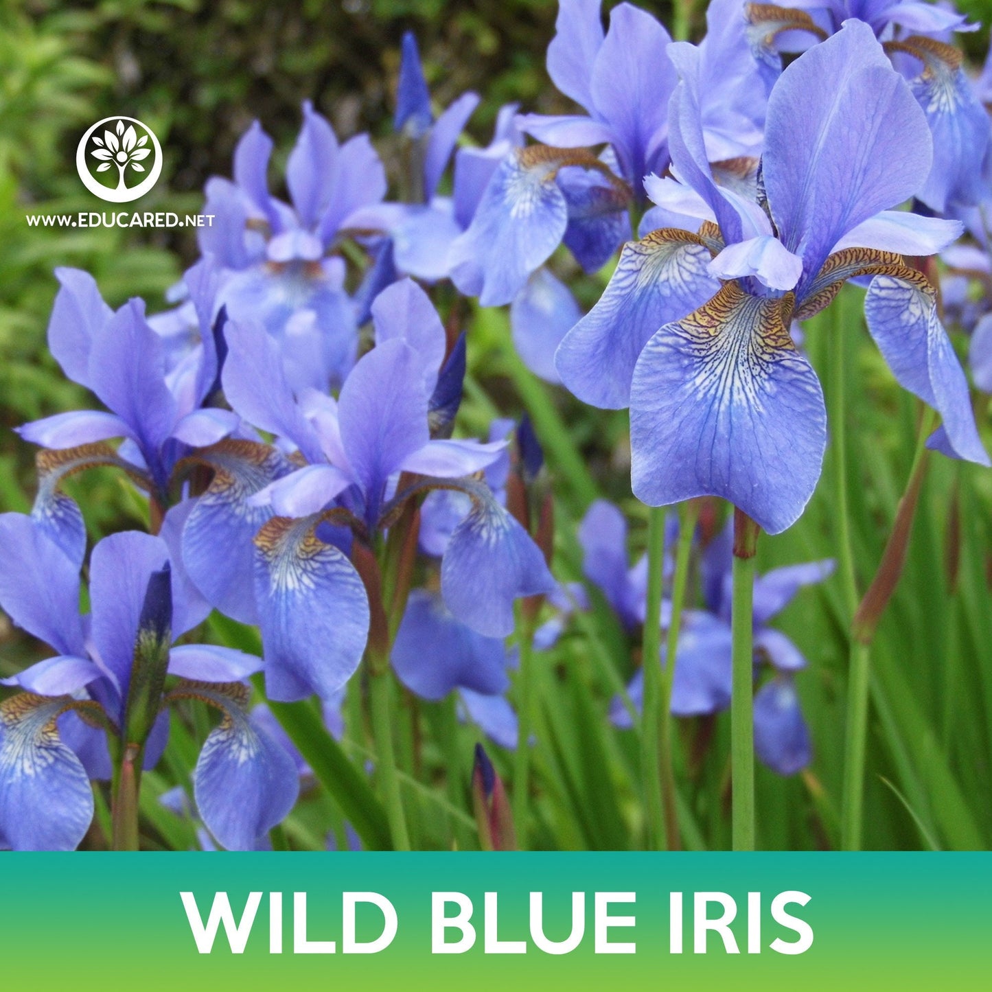 Wild Blue Iris Flower Seeds