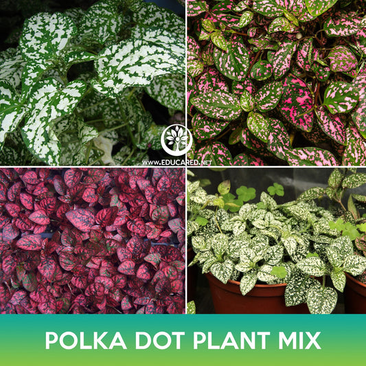 Polka Dot Plant Mix Seeds