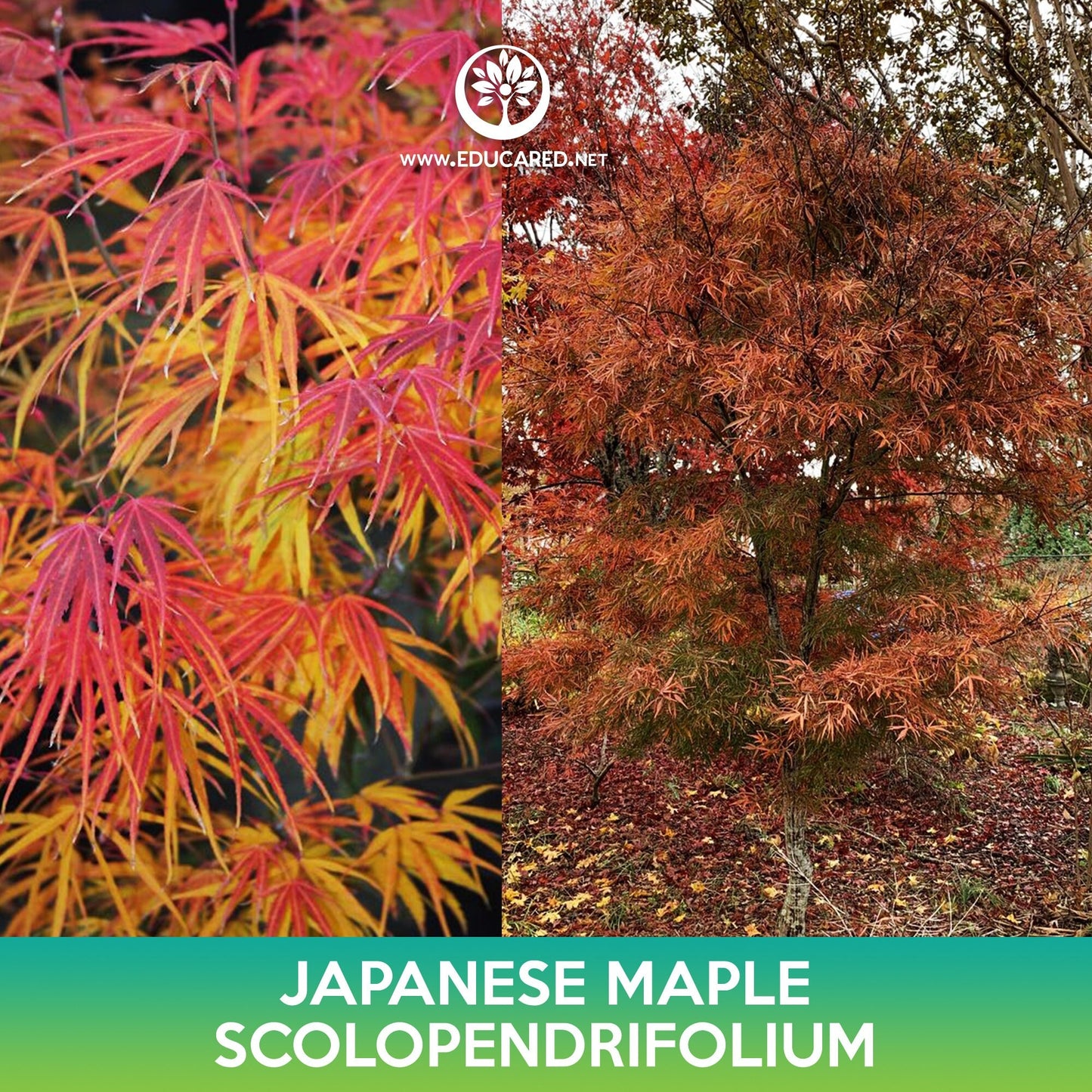 Scolopendrifolium Japanese Maple Seeds