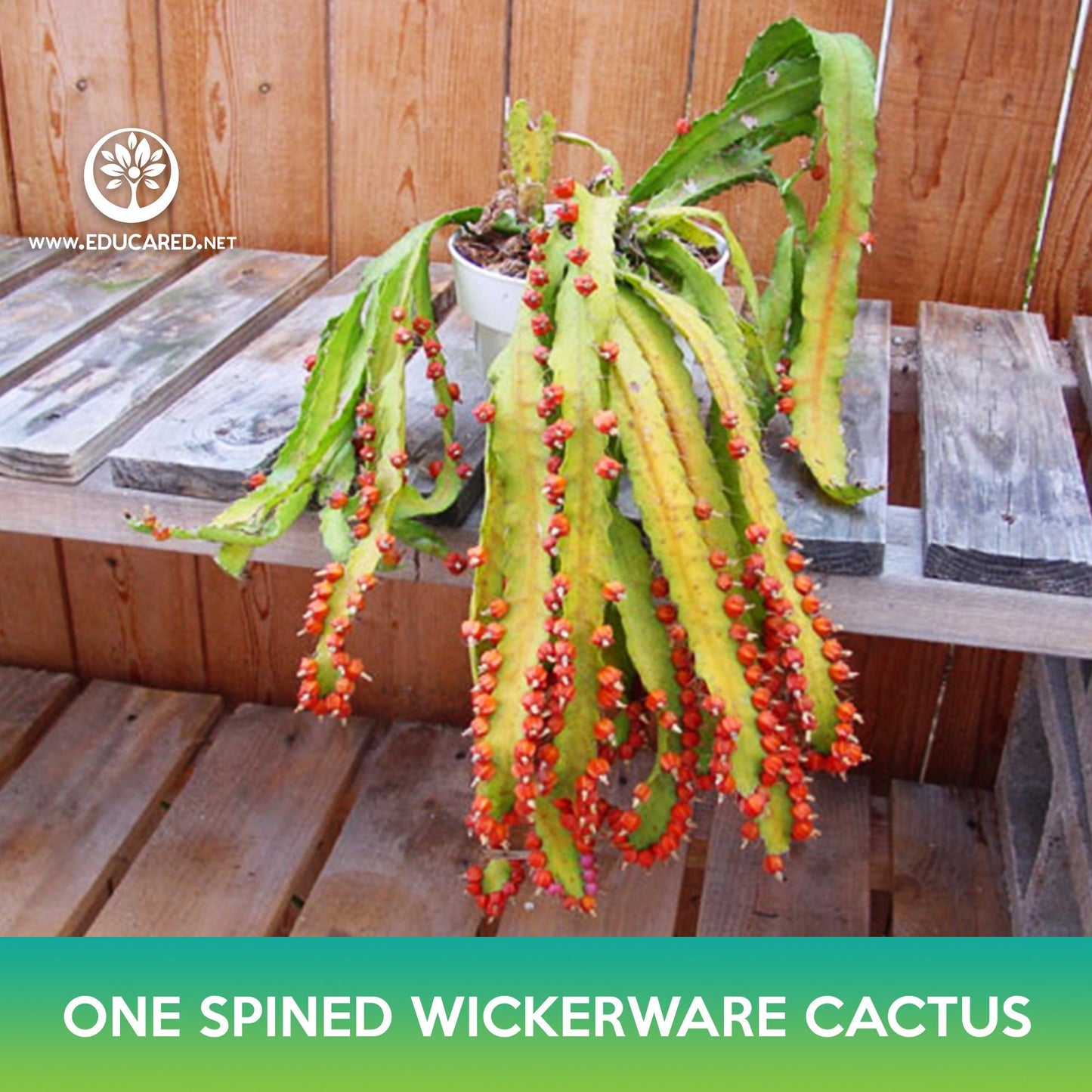 One‑Spined Wickerware Cactus Seeds, Rhipsalis monacantha