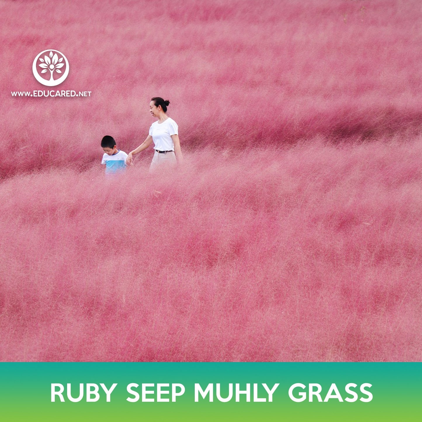 Ruby Seep Muhly Grass Seeds