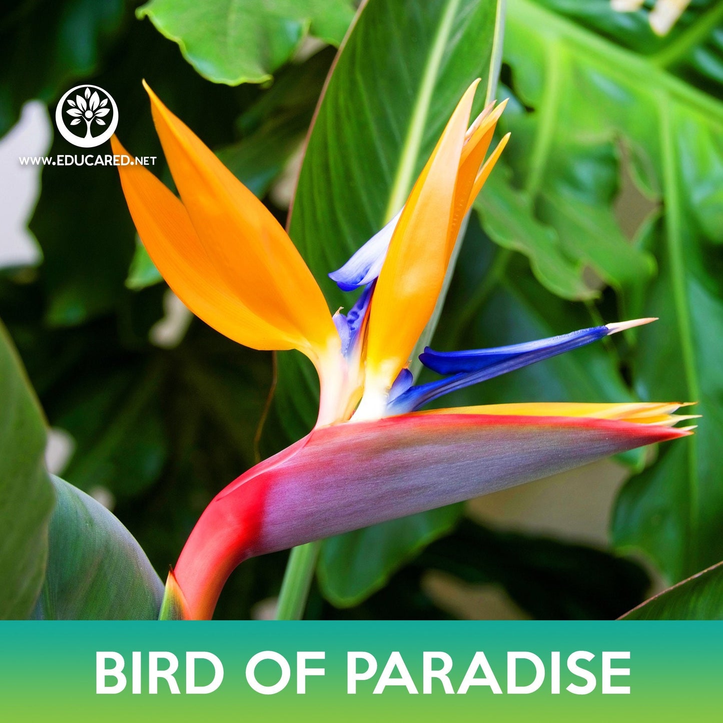 Bird of Paradise Seeds
