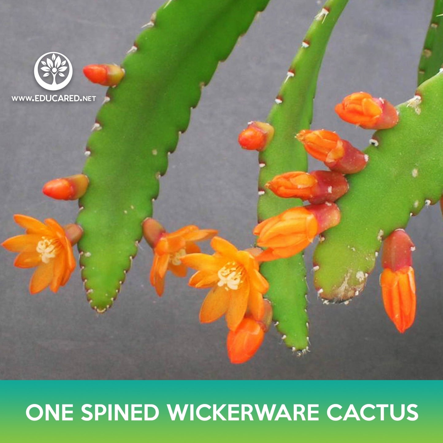 One‑Spined Wickerware Cactus Seeds