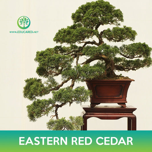 Eastern Red Cedar Seeds, Juniperus virginiana midwestern eco-type