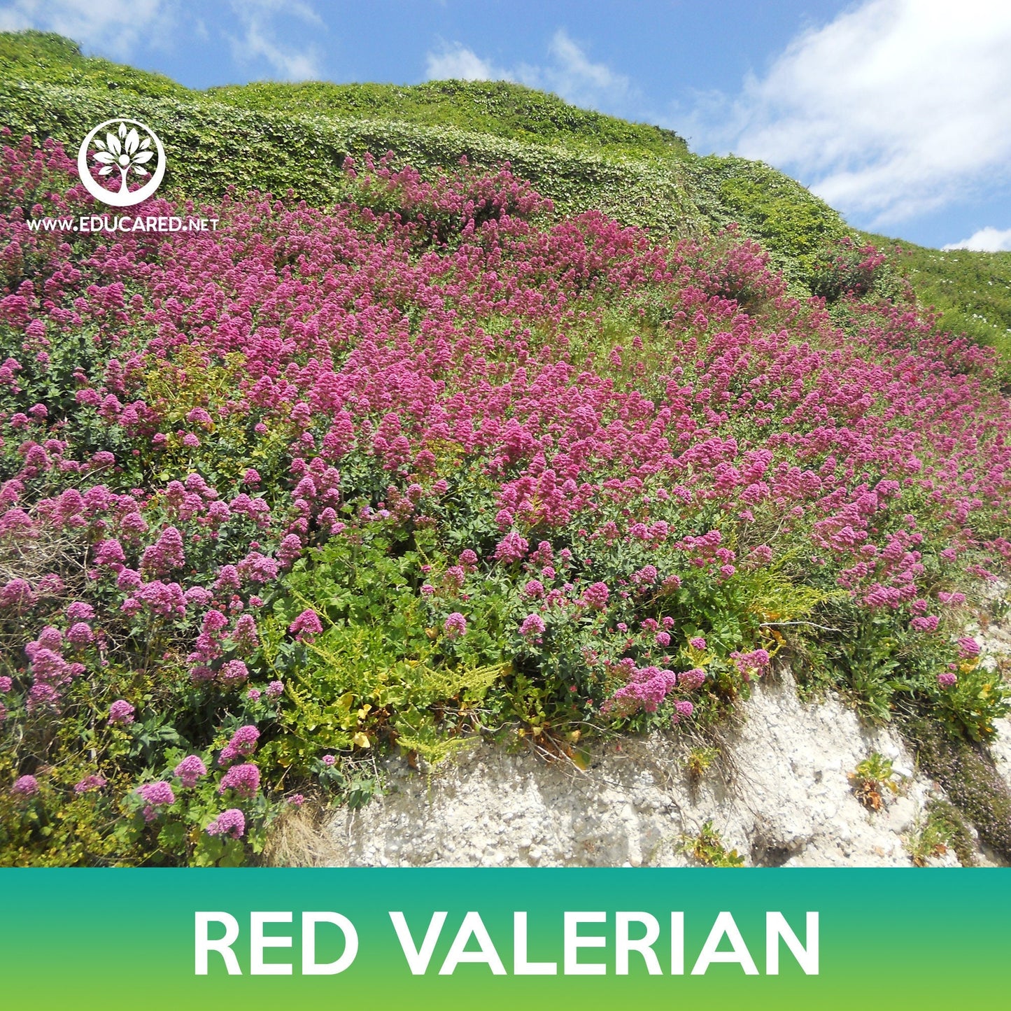 Red Valerian Flower Seeds, Jupiter's Beard