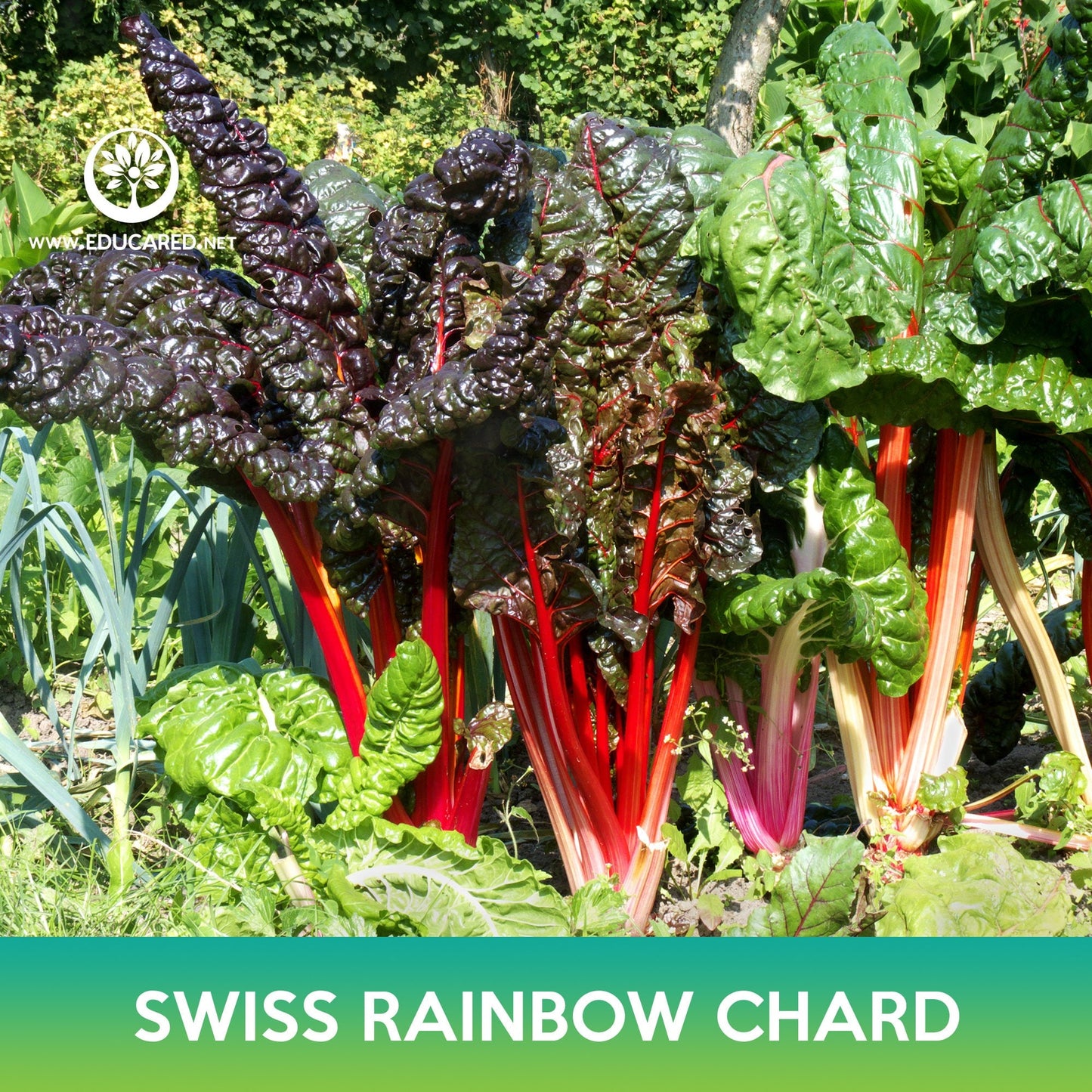 Swiss Rainbow Chard Seeds
