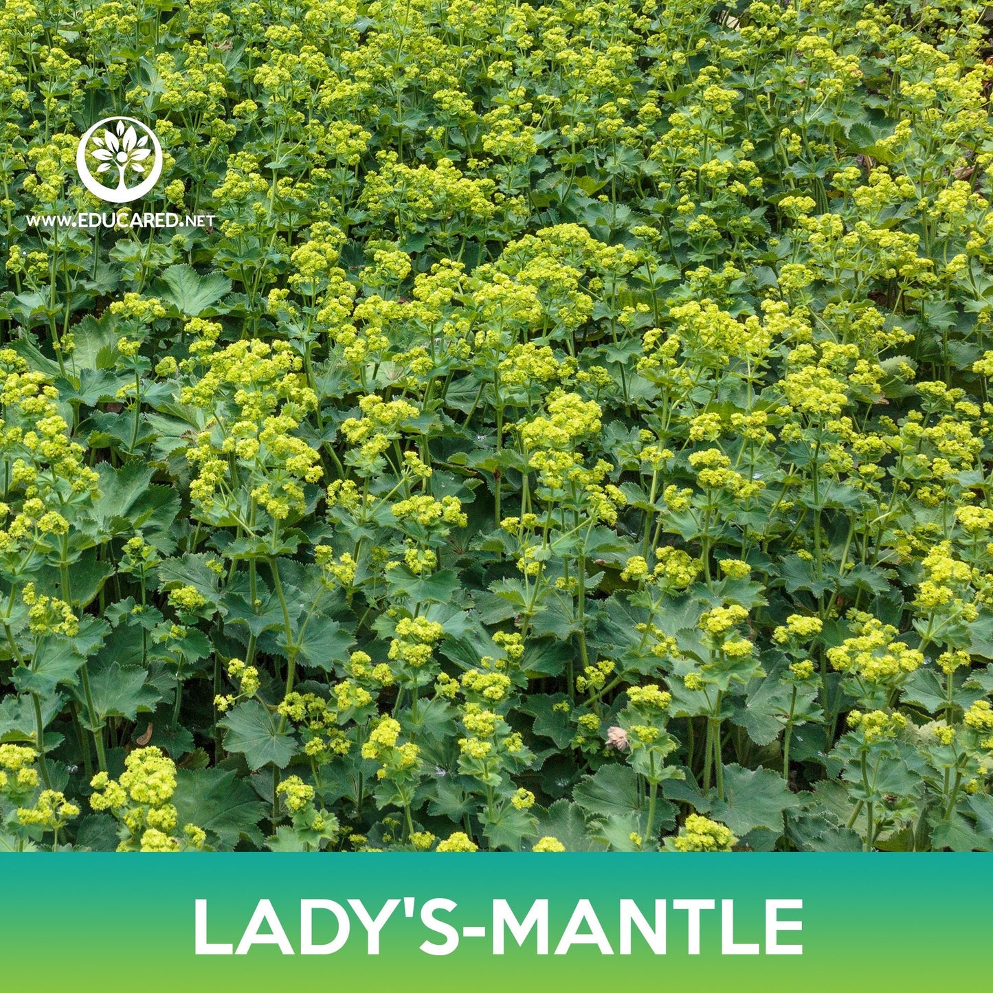 Lady's-Mantle Seeds