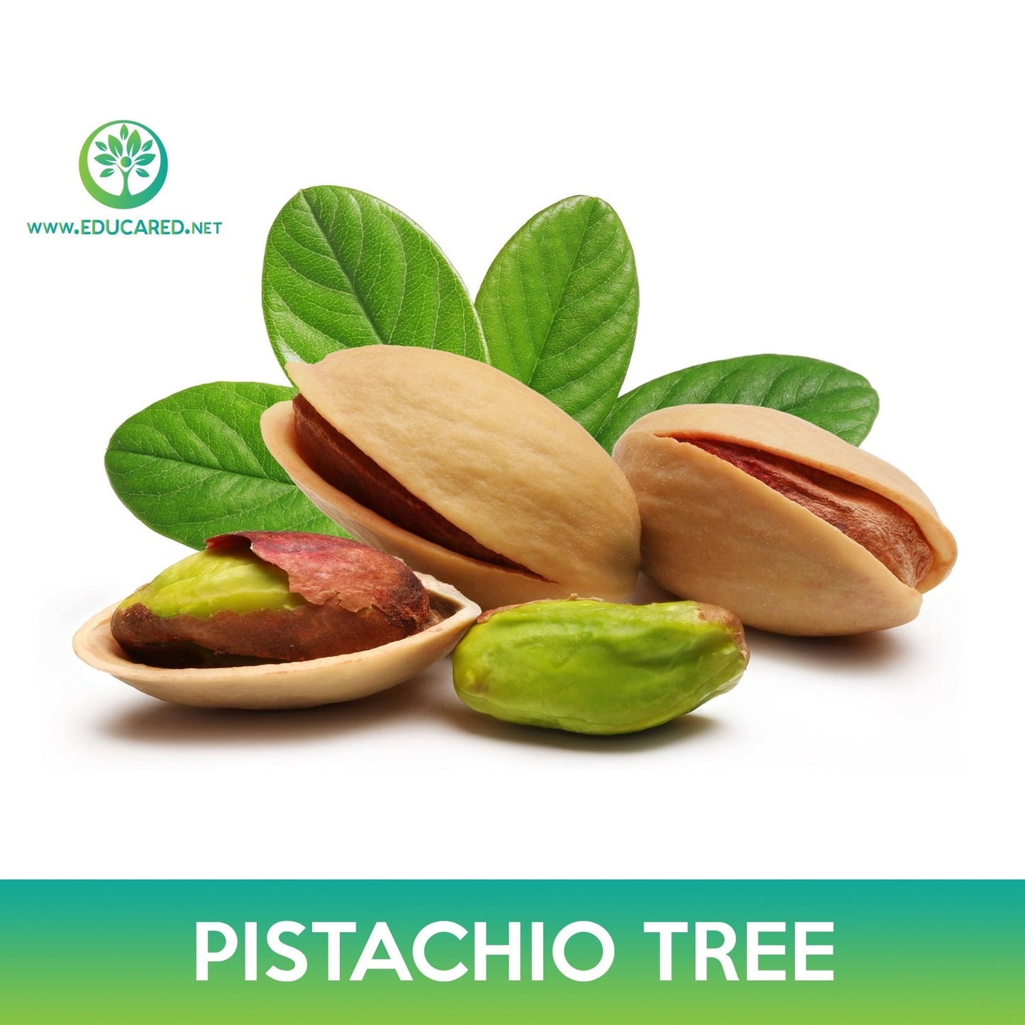 Pistachio Tree Seeds, Pistacia Vera