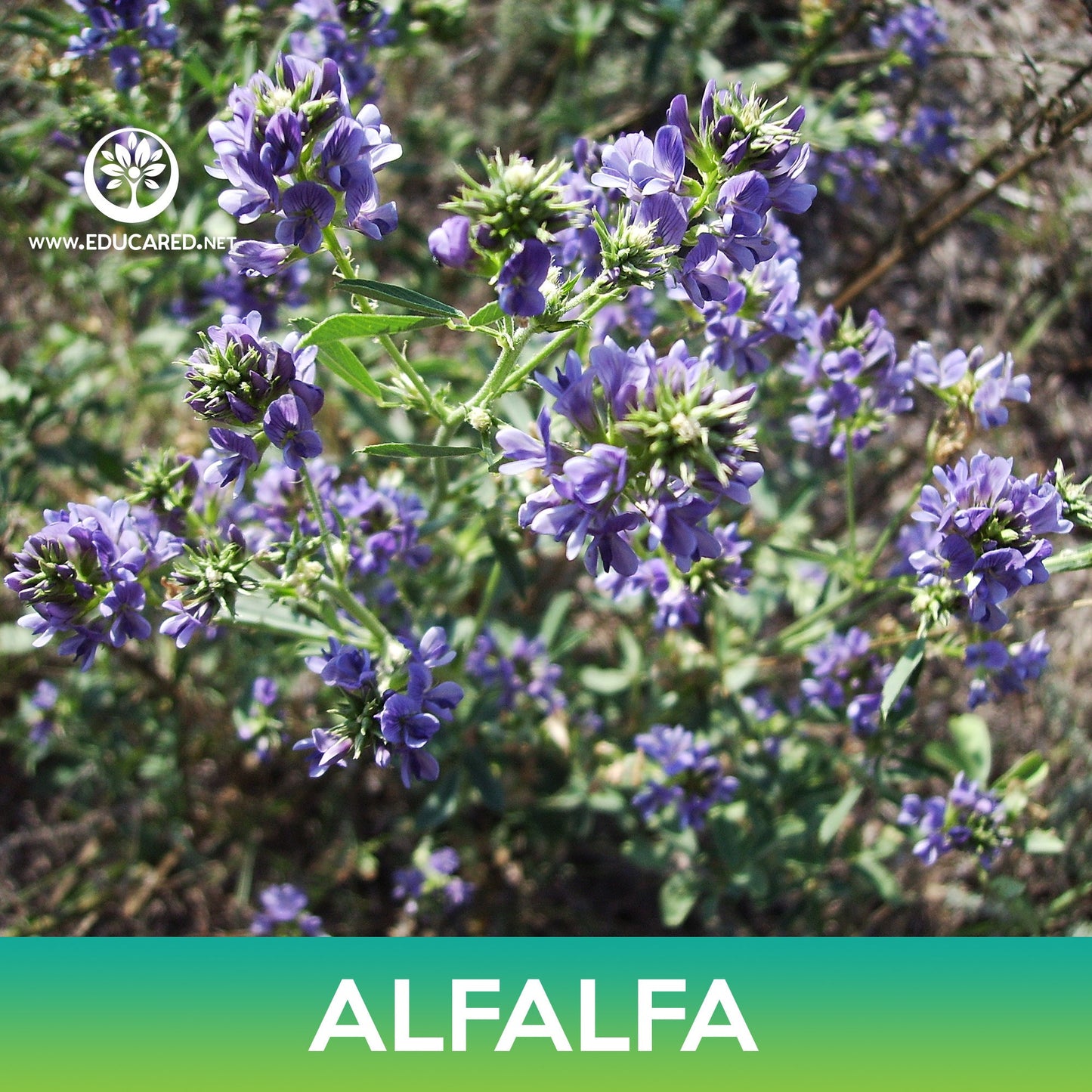Alfalfa Seeds