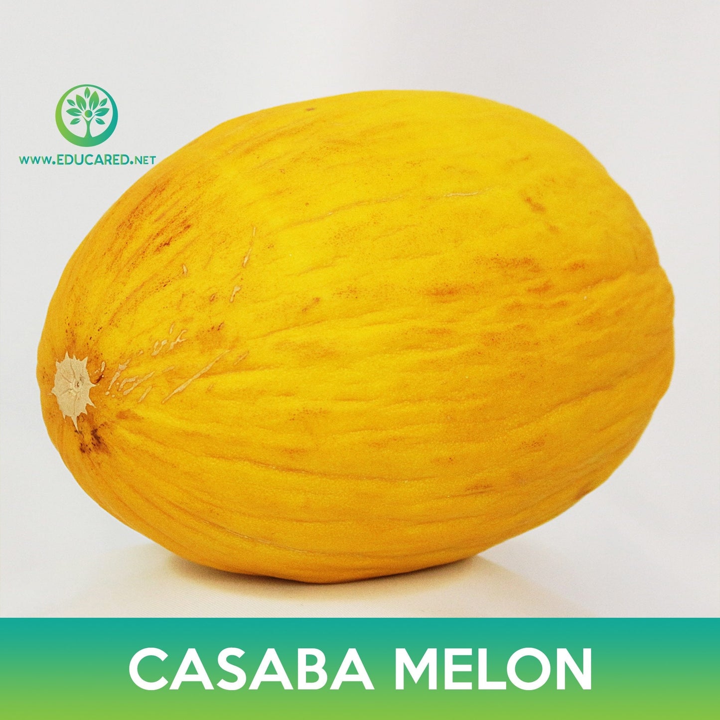 Casaba Melon Seeds