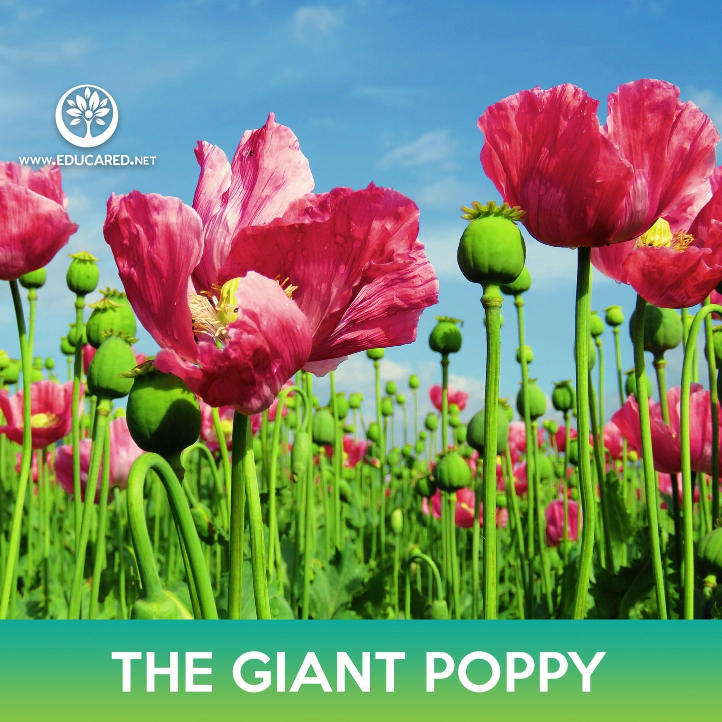 The Giant Poppy Flower Seeds