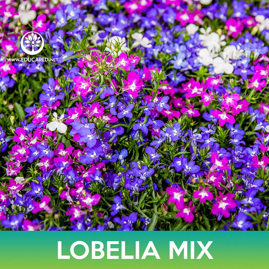 Lobelia Flower Mix Seeds