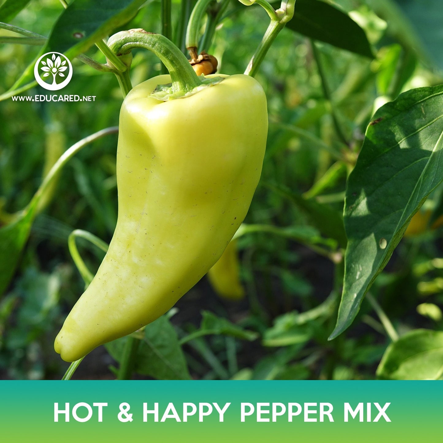 Hot and Happy Pepper Mix Seeds
