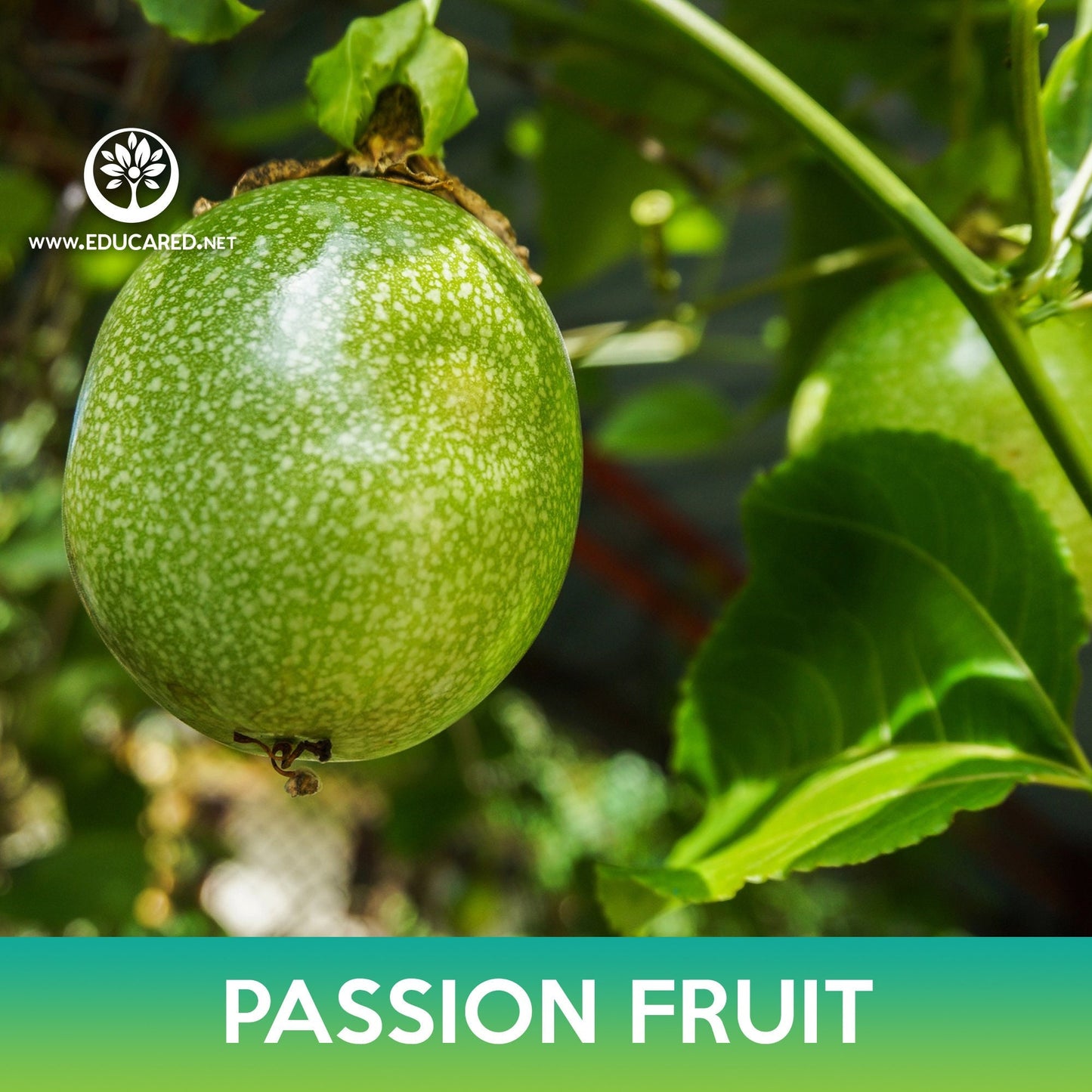 Passion Fruit Seeds, Passiflora edulis