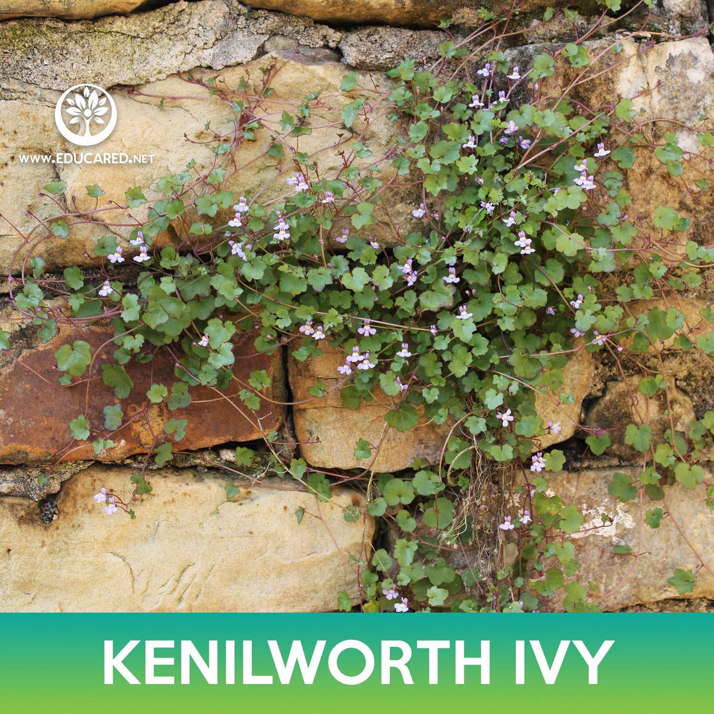 Kenilworth Ivy Seeds