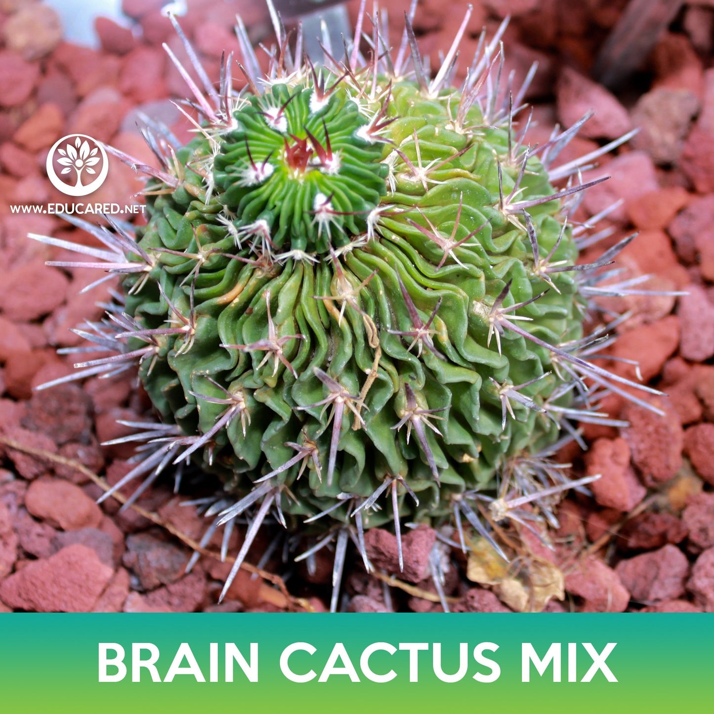 Brain Cactus Mix Seeds, Echinofossulocactus