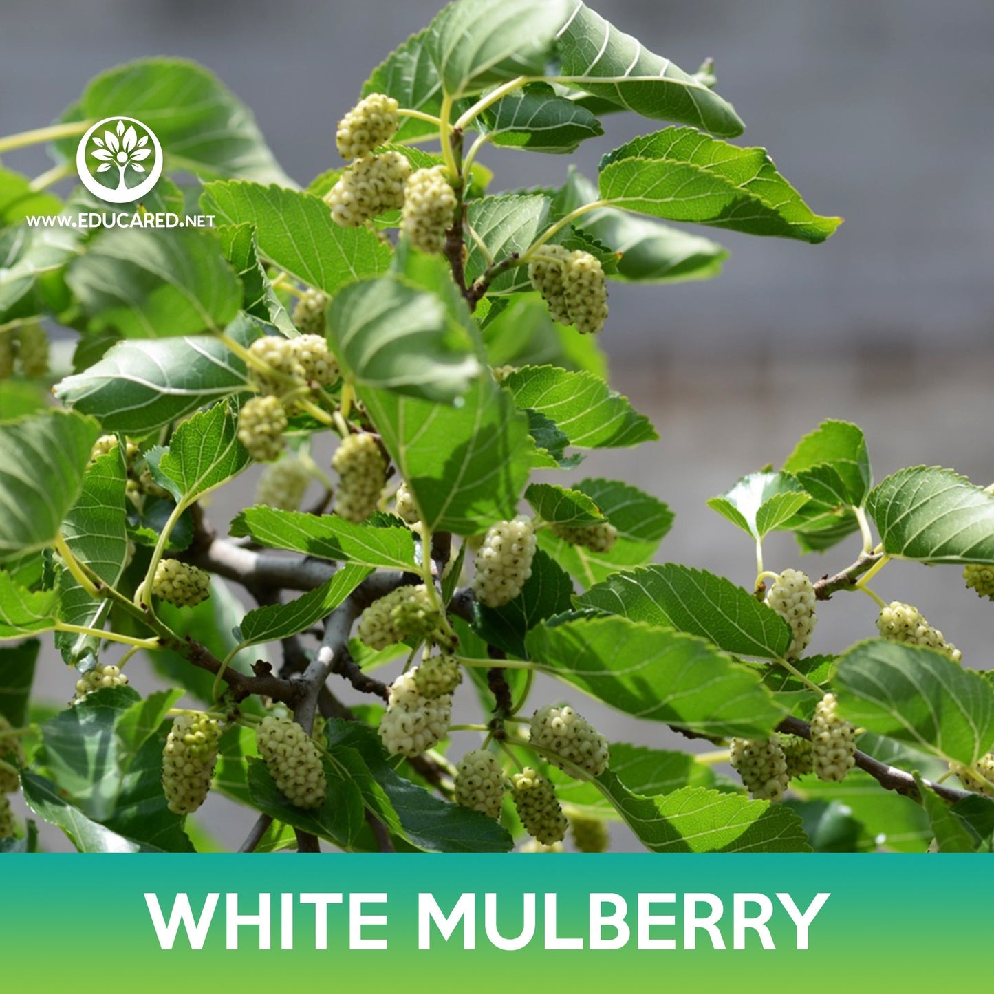 White Mulberry Seeds