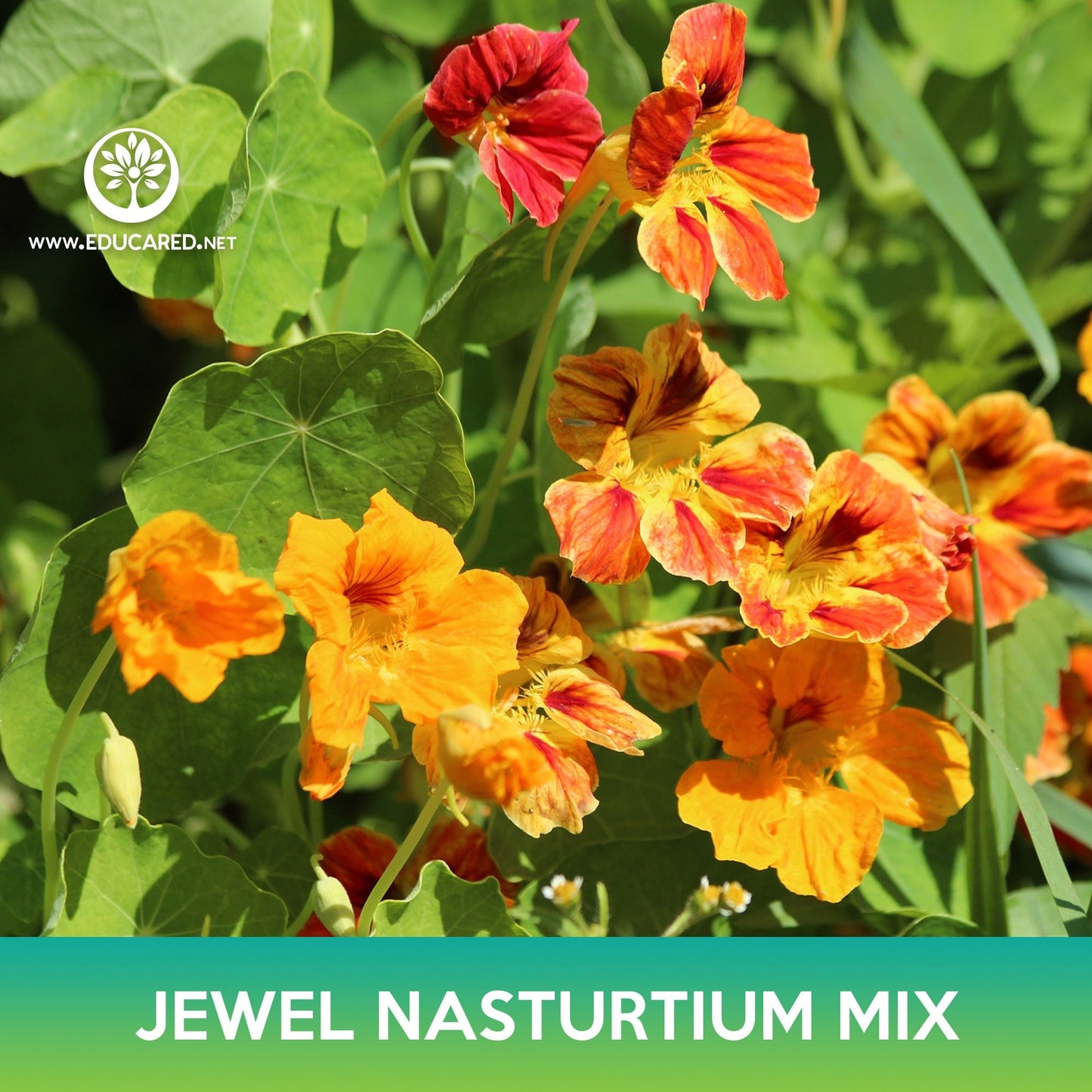 Jewel Nasturtium Flower Mix Seeds