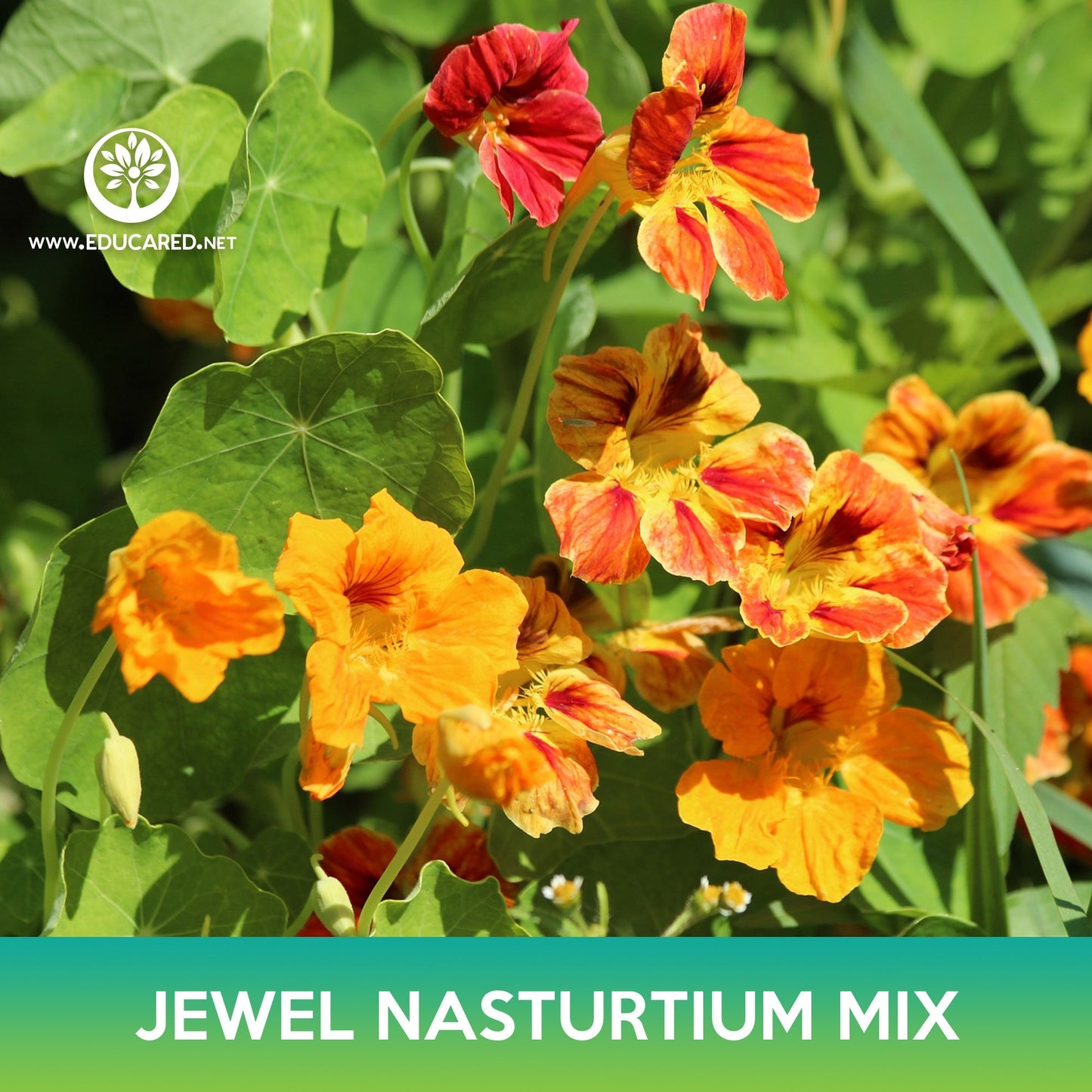 Jewel Nasturtium Flower Mix Seeds, Tropaeolum nanum