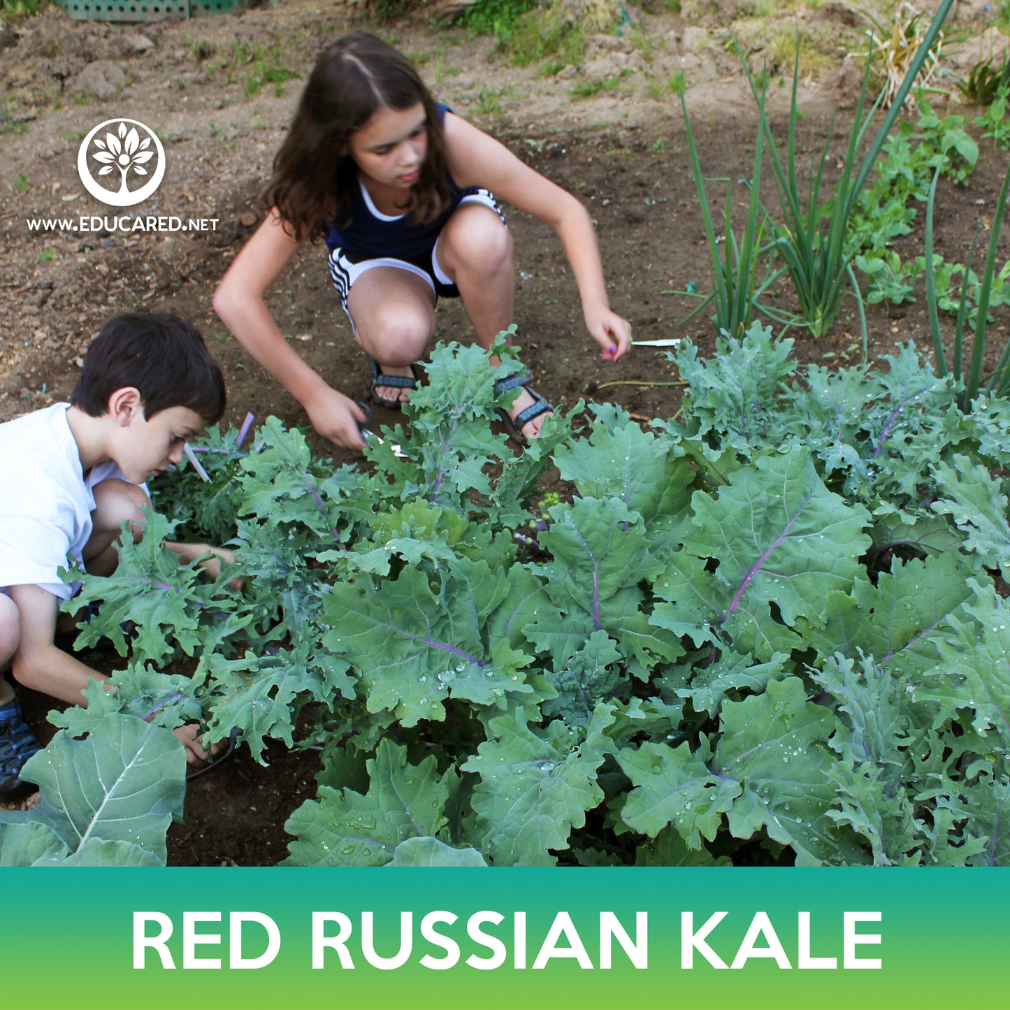 Red Russian Kale Seeds